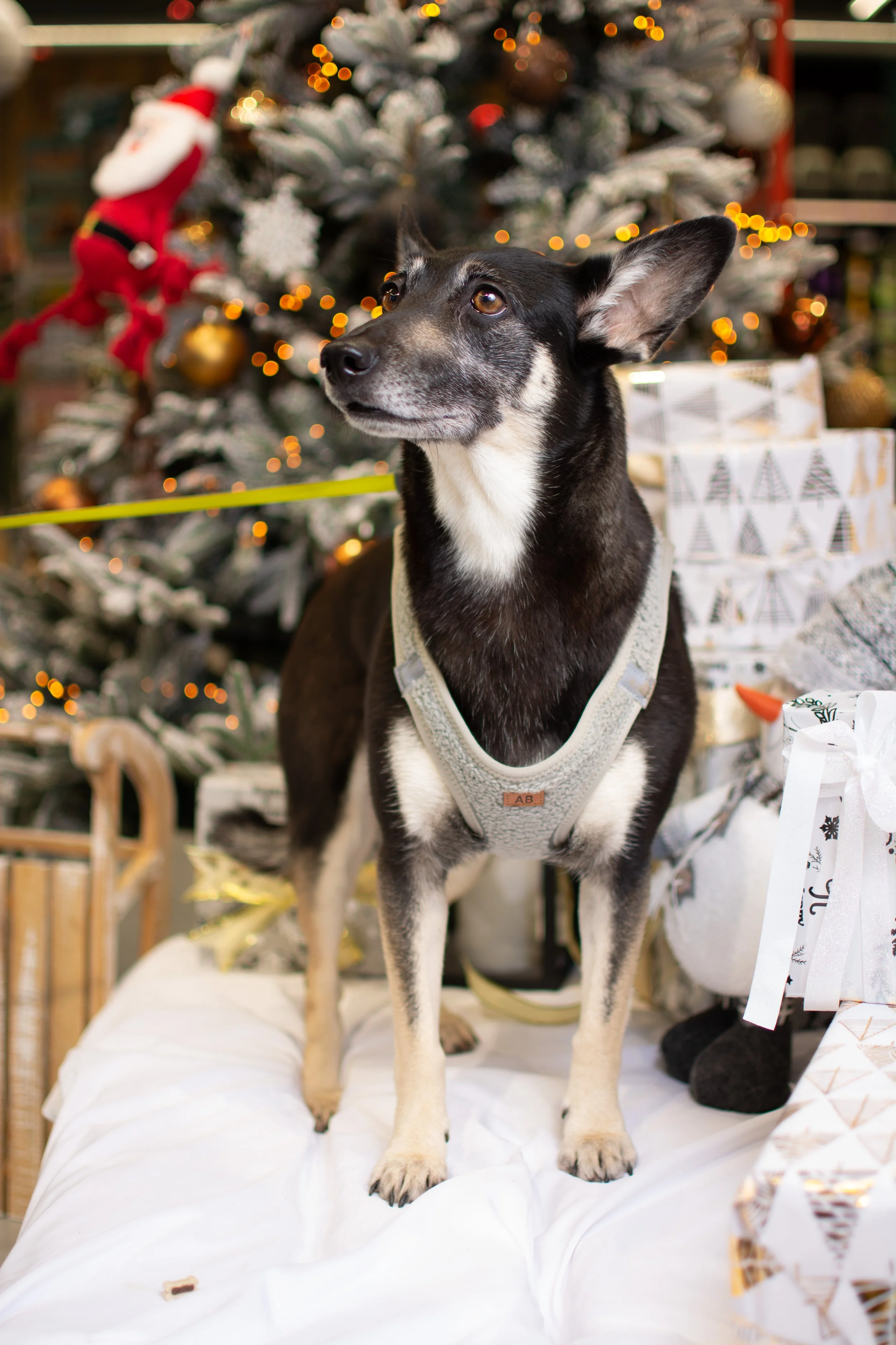 A black and white dog wearing a harness, standing on a white cloth in front of a decorated Christmas tree with wrapped presents nearby.