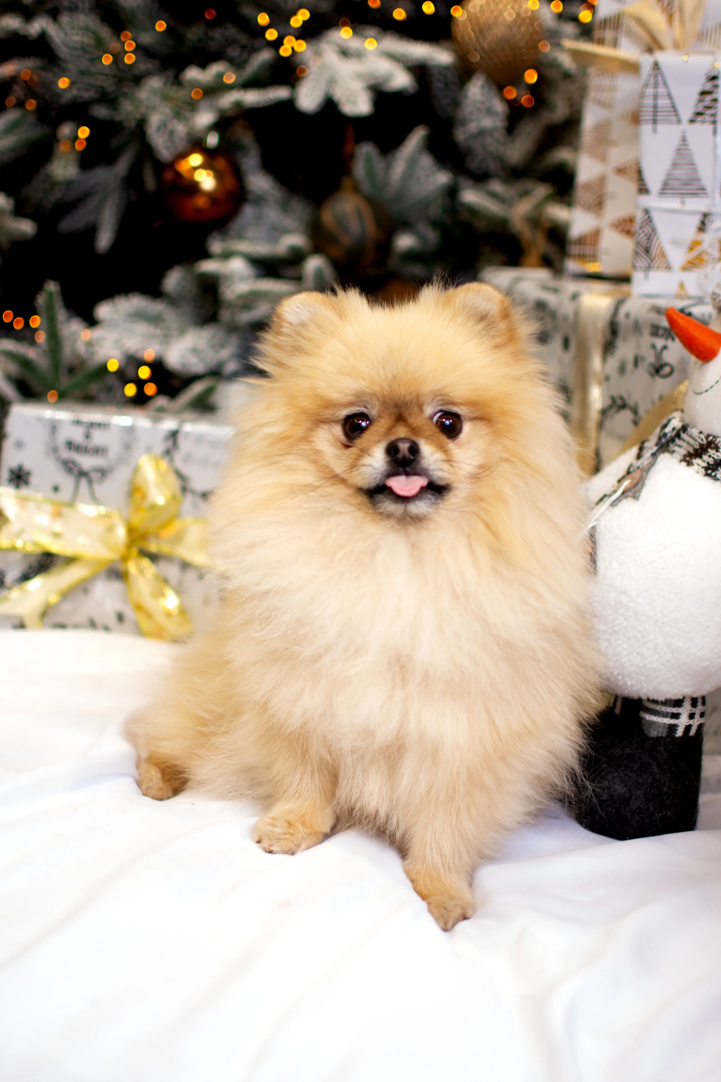 A small fluffy Pomeranian dog with tan fur in front of a decorated Christmas tree with wrapped presents and a snowman decoration.