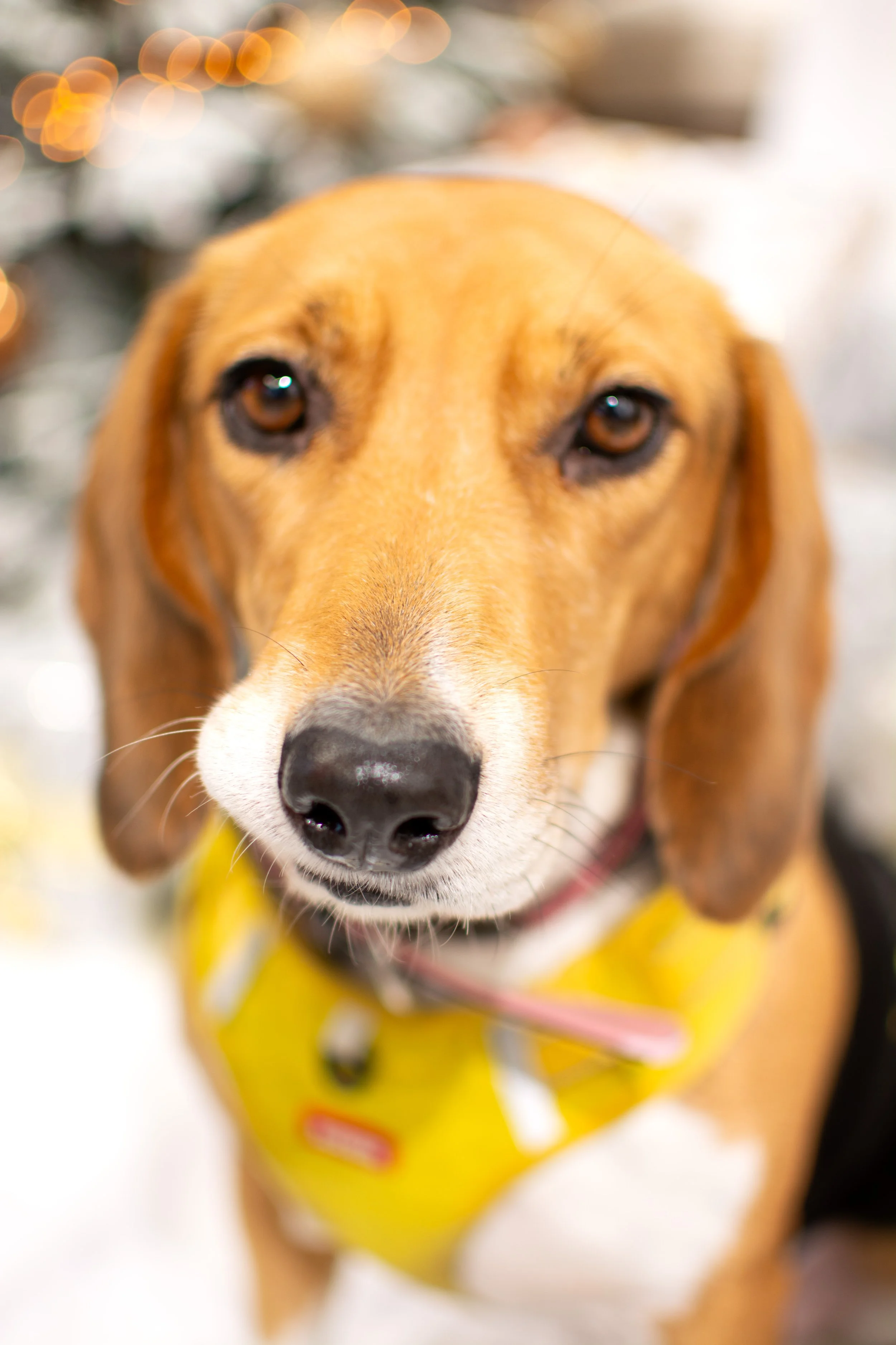 Close-up of a dog's face, wearing a yellow vest with a blurry background.