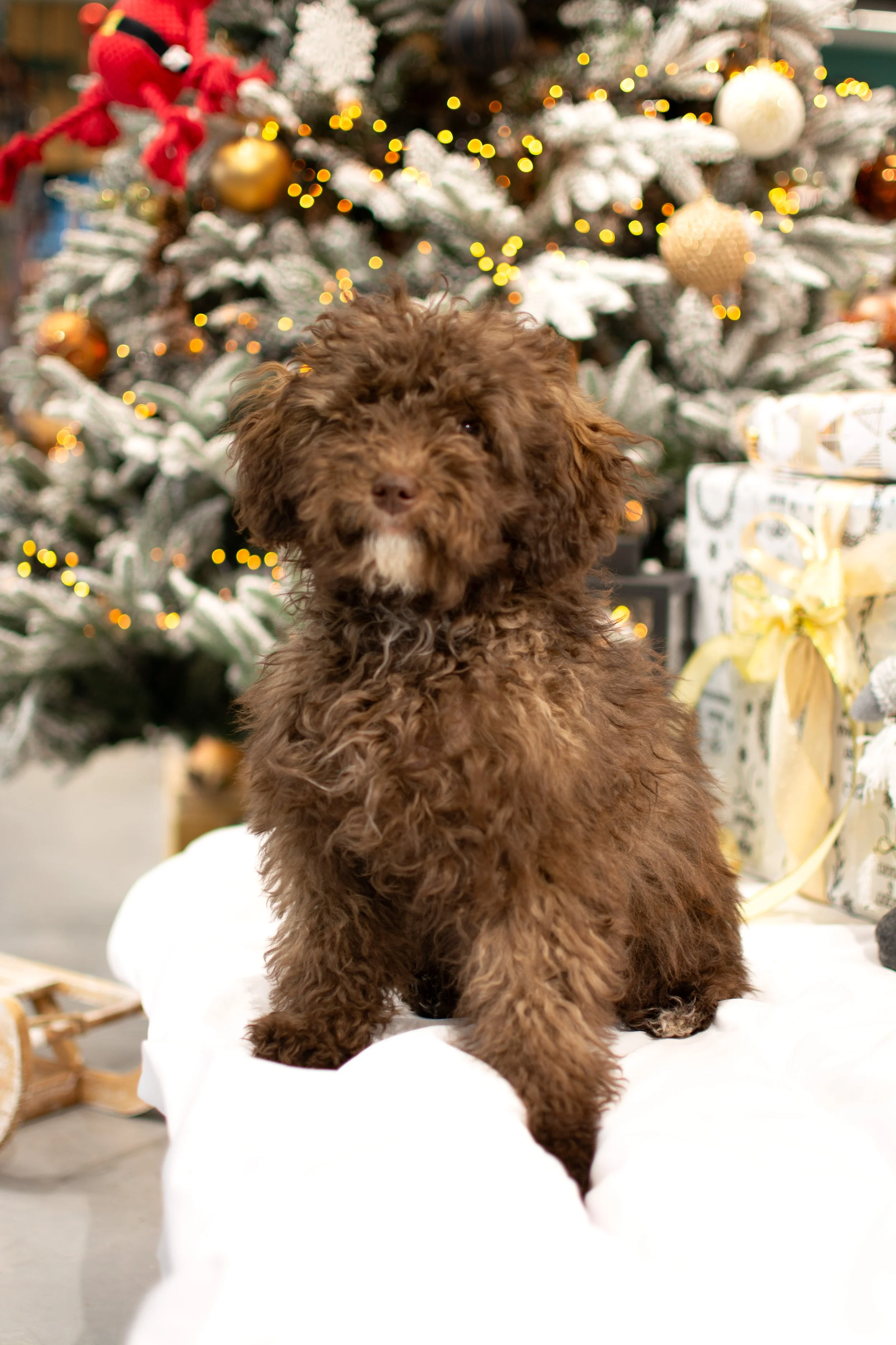 Portret van een huisdier — hond, warme en sfeervolle foto, perfect als cadeau voor dierbaren.
Hondenportret als uniek cadeau — professionele fotoshoot van een huisdier.