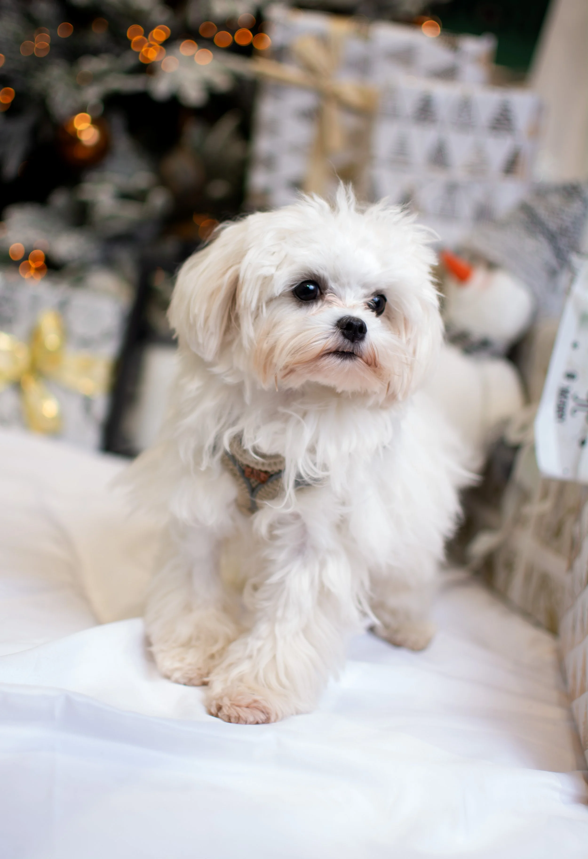 A small white fluffy dog with black eyes and nose sitting on a white surface with Christmas presents and decorations in the background.