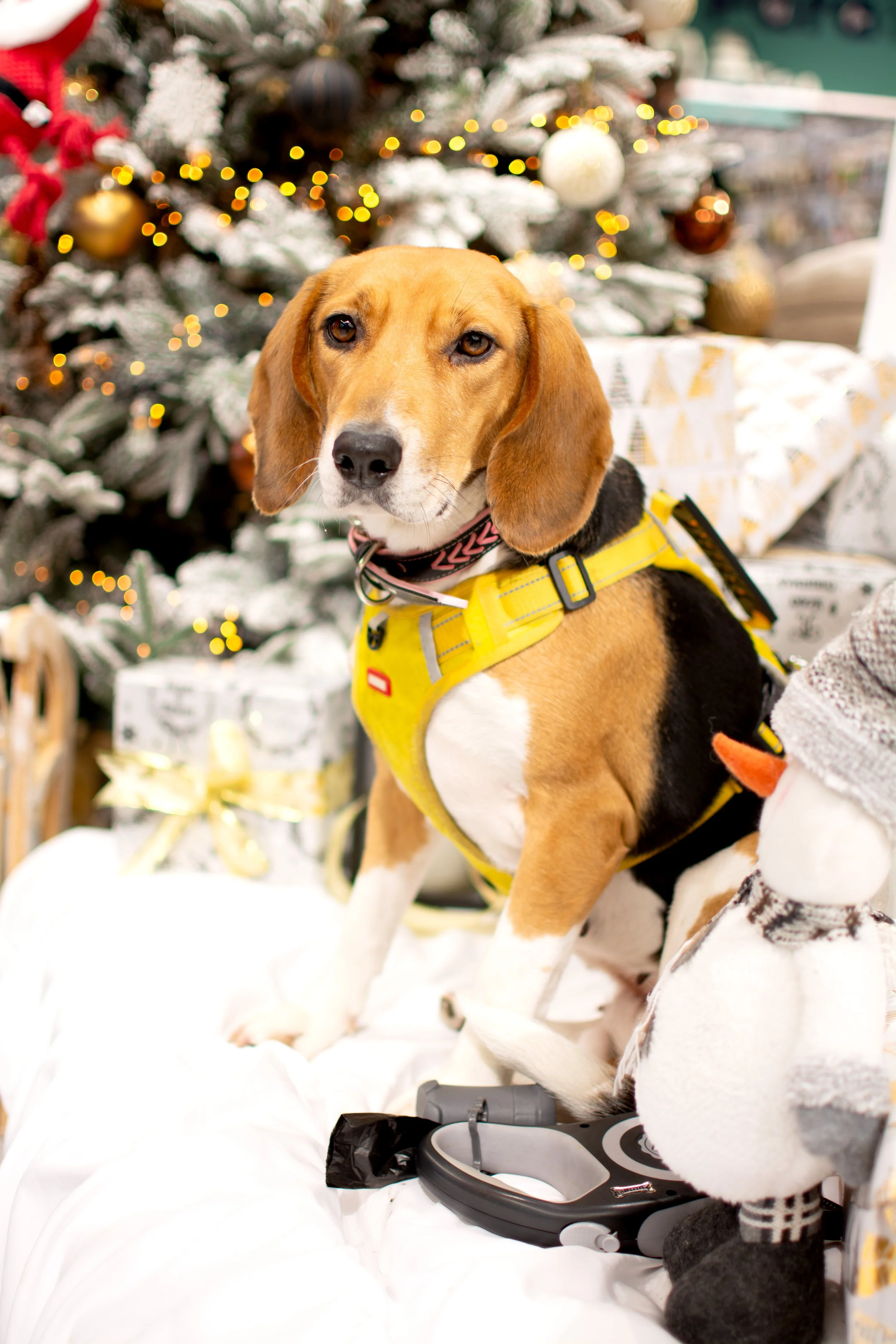 A beagle dog wearing a yellow service vest sitting in front of a decorated Christmas tree with wrapped gifts.