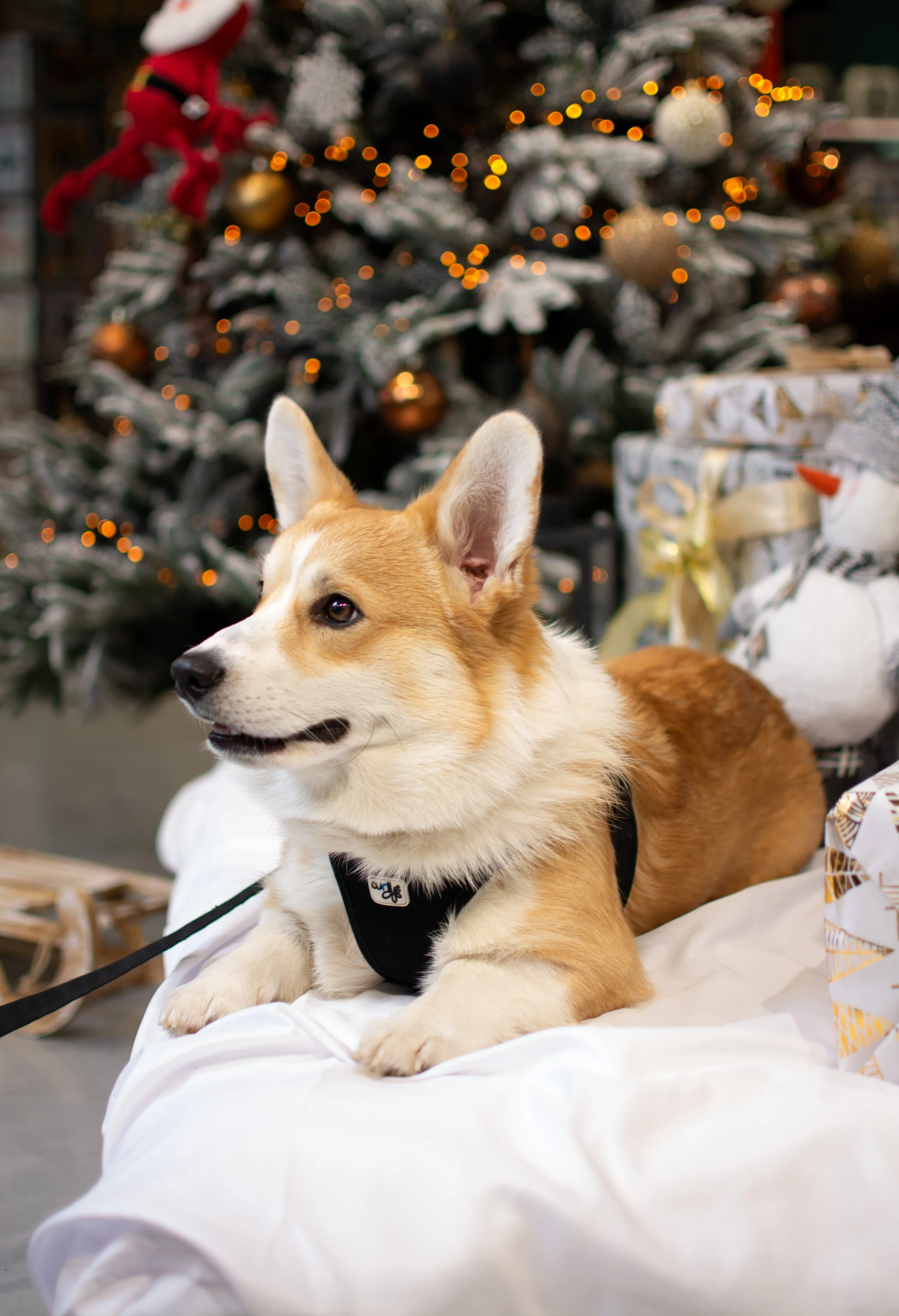 Kerstportret van een corgi tijdens een fotoshoot — warme en gezellige foto, perfect voor een feestelijke kerstkaart