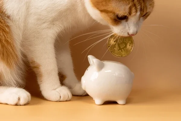 cat with piggy bank donation