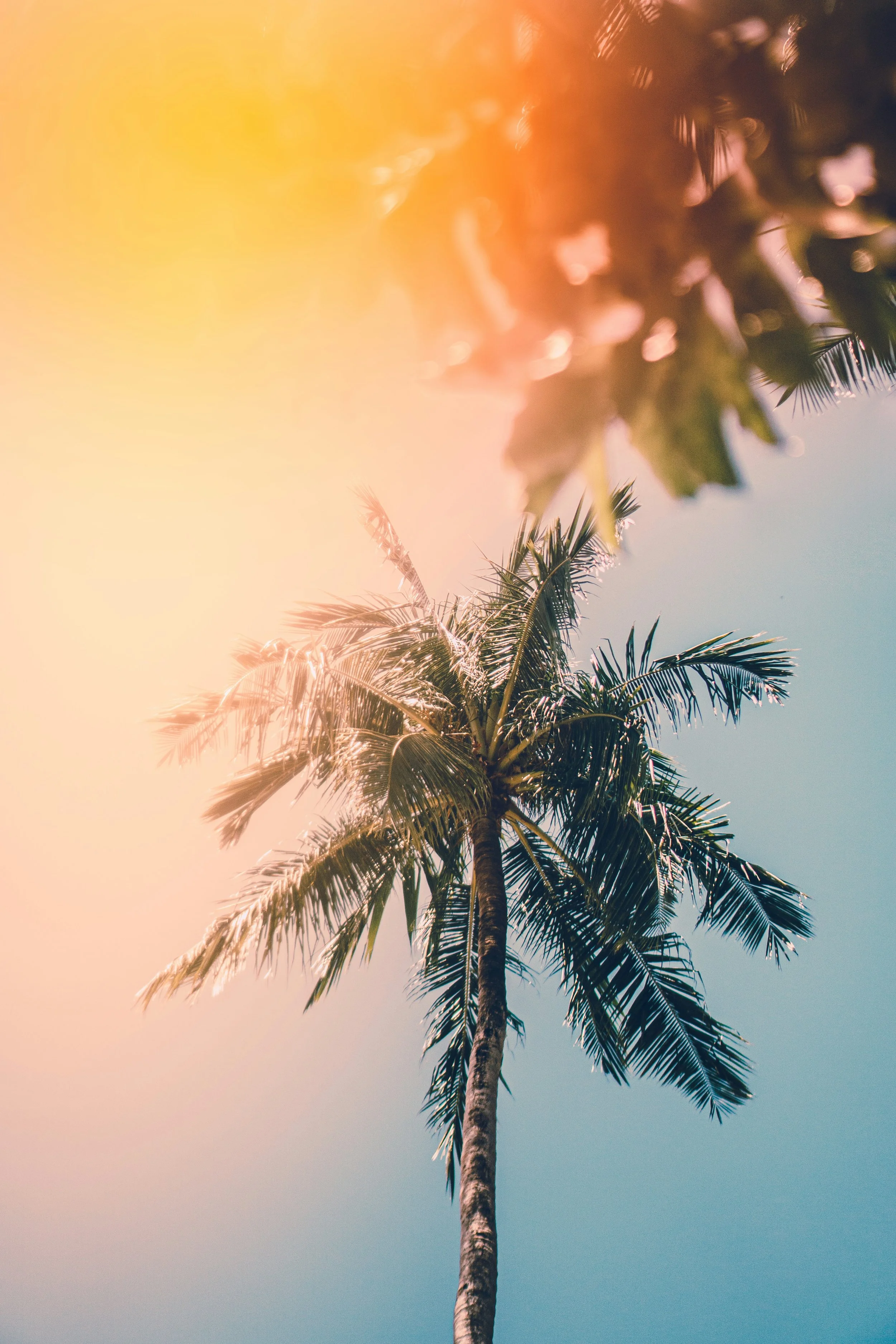 A tall palm tree against a clear blue sky with sunlight filtering through.
