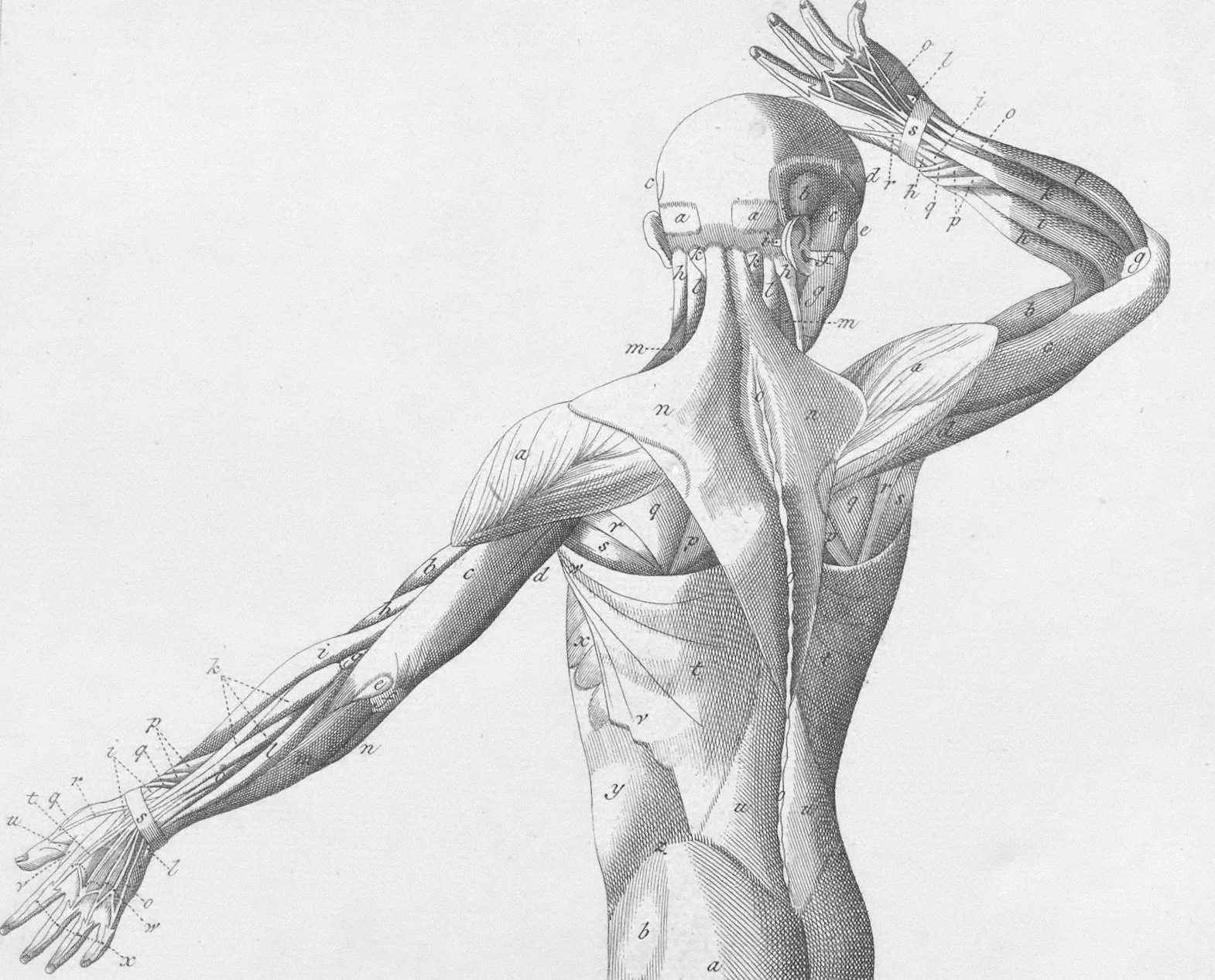 anatomy of figure, pencil drawing