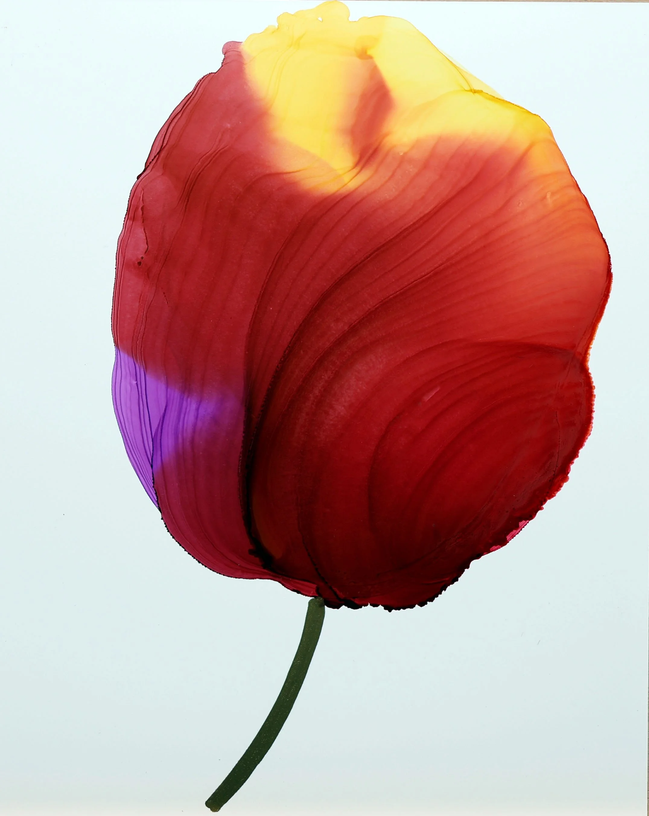 Close-up of a multicolored tulip with red, yellow, purple, and orange petals and a green stem against a light background.