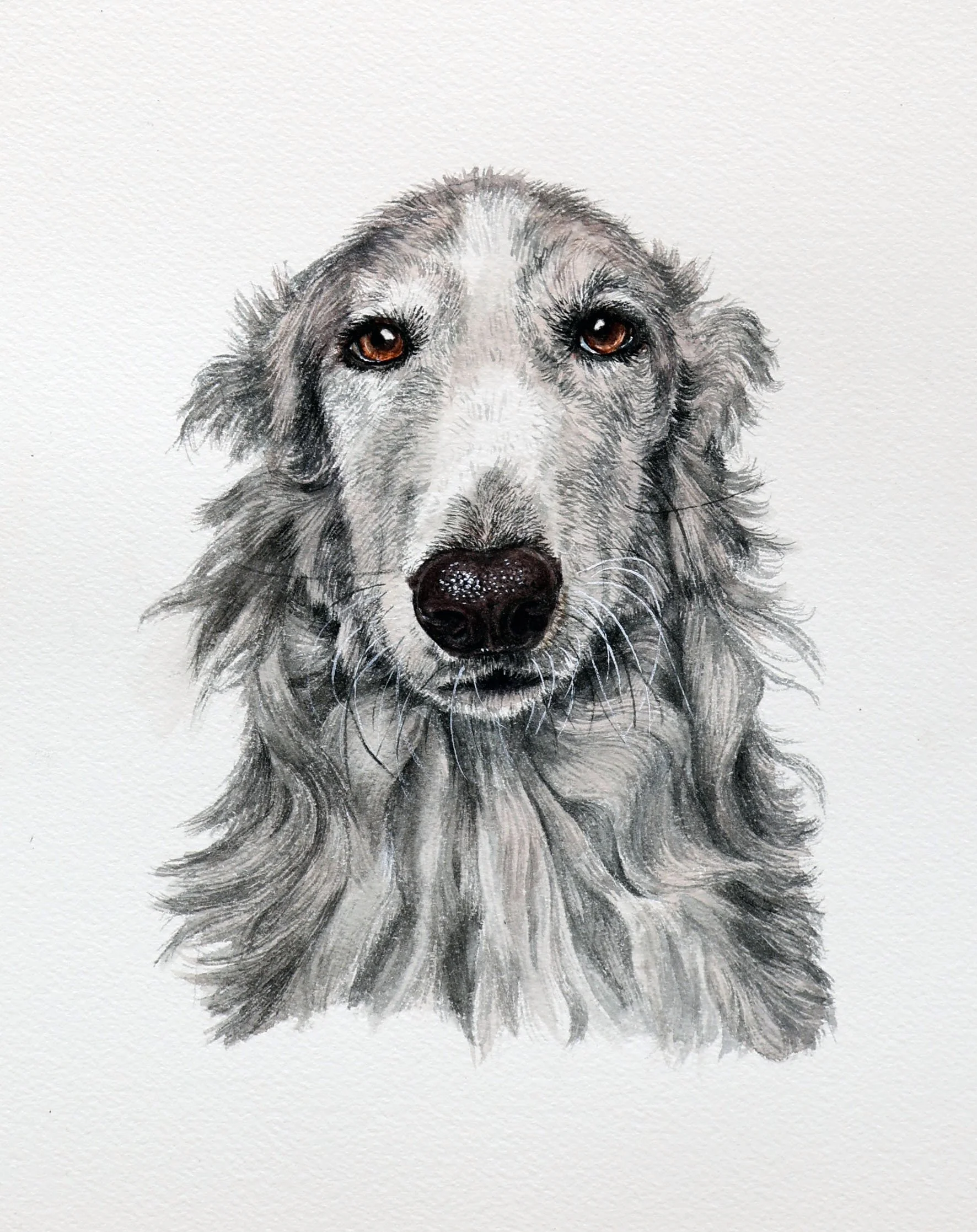 A detailed painted portrait of a dog with gray fur, brown eyes, and a black nose, on a white background.