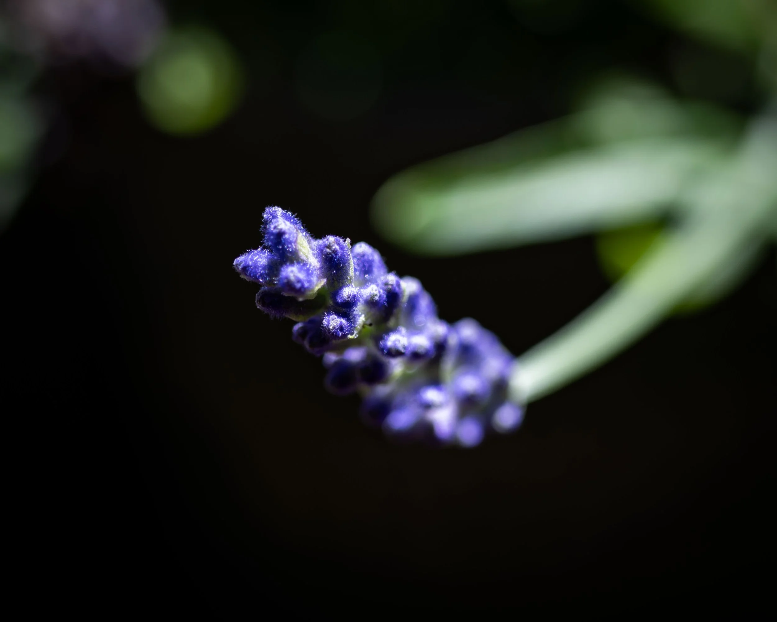 DSC02560.jpg