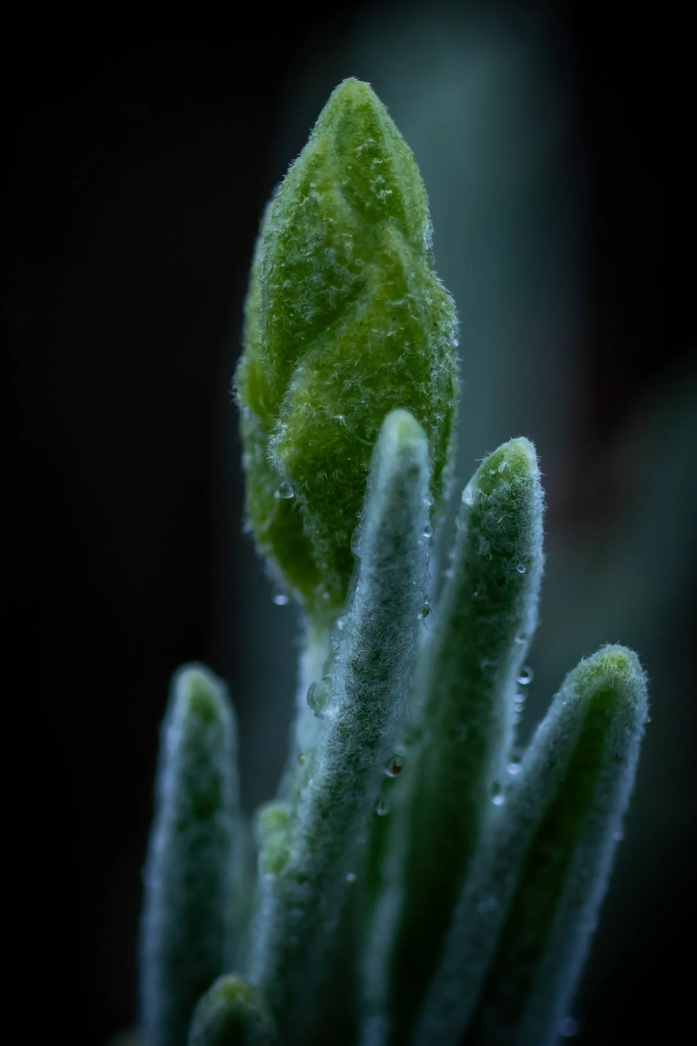 SF_06436.jpg