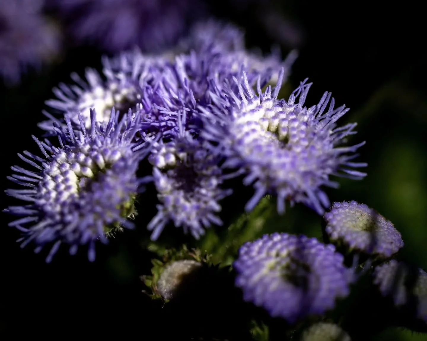 Is it anemone or land flowers?