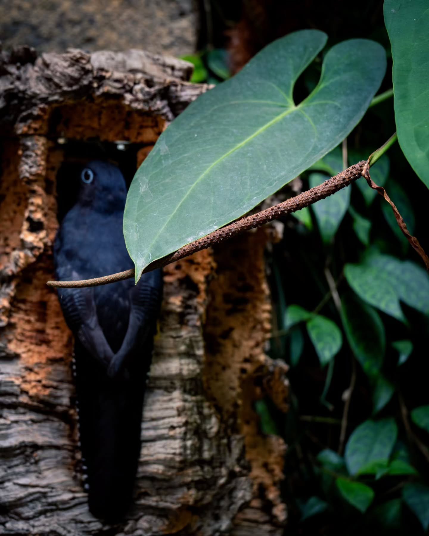 I present a series of photos that I call &quot;Scuse me ma'am, wtf?!&quot; 
You see, during this adventure I was trying to take photos of animals, but the lens i was using is mostly used for my plant photos, so the poor thing was so confused and anno