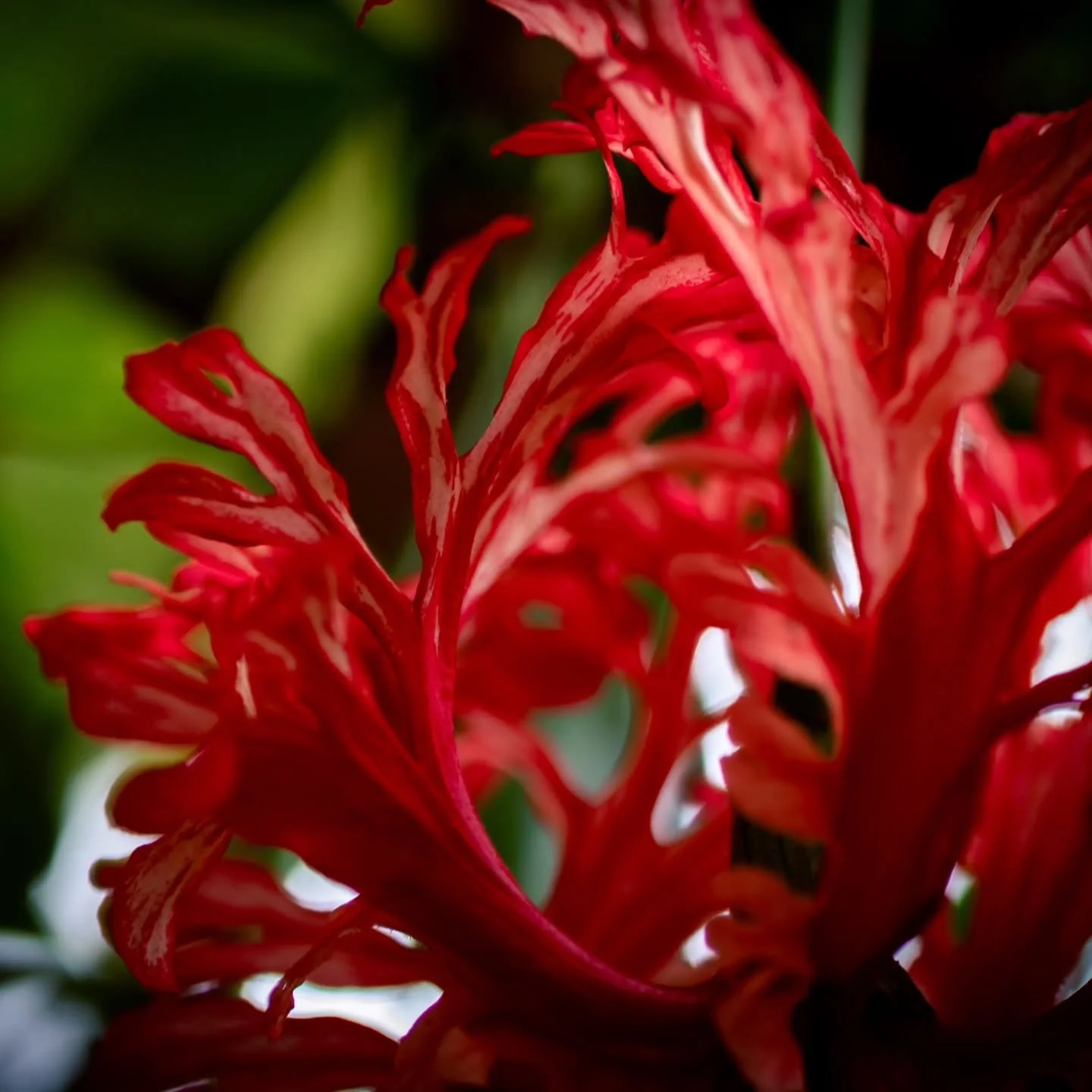 Isn't this flower stunning? Coral Hibiscus are so interesting. 
😍
