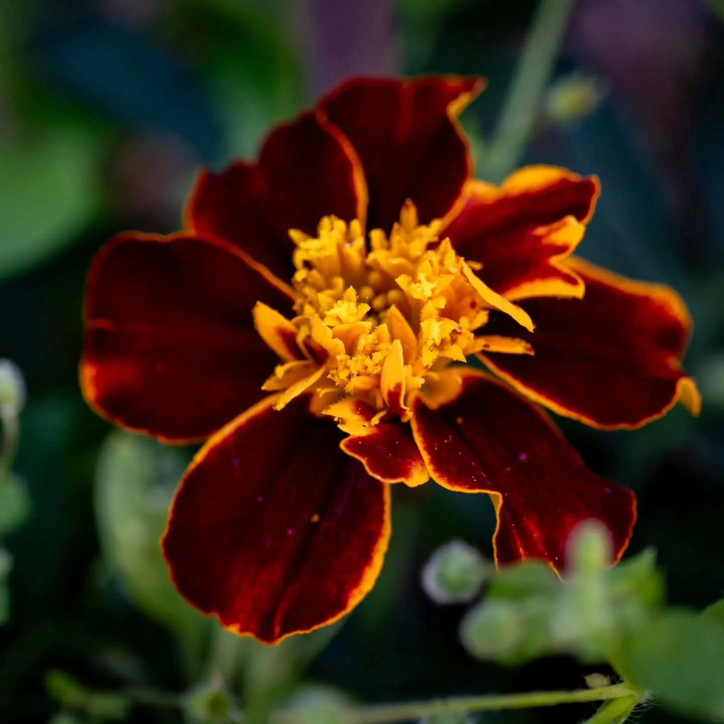 A collection of Marigolds.