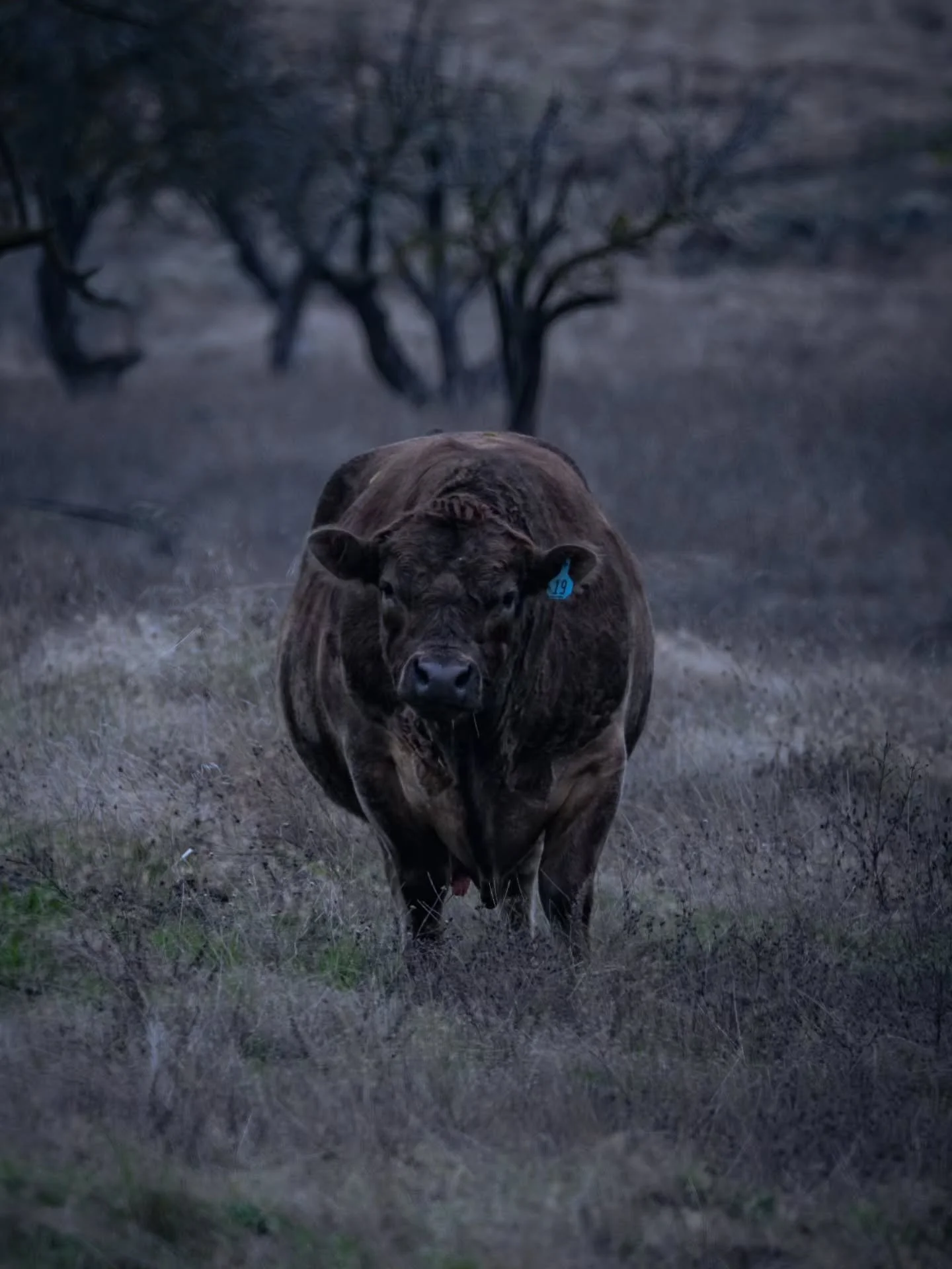 Cow 🐮🖤 
We took a trip up north and got so many great nature shots! Here's one of the many cows I took photos of.