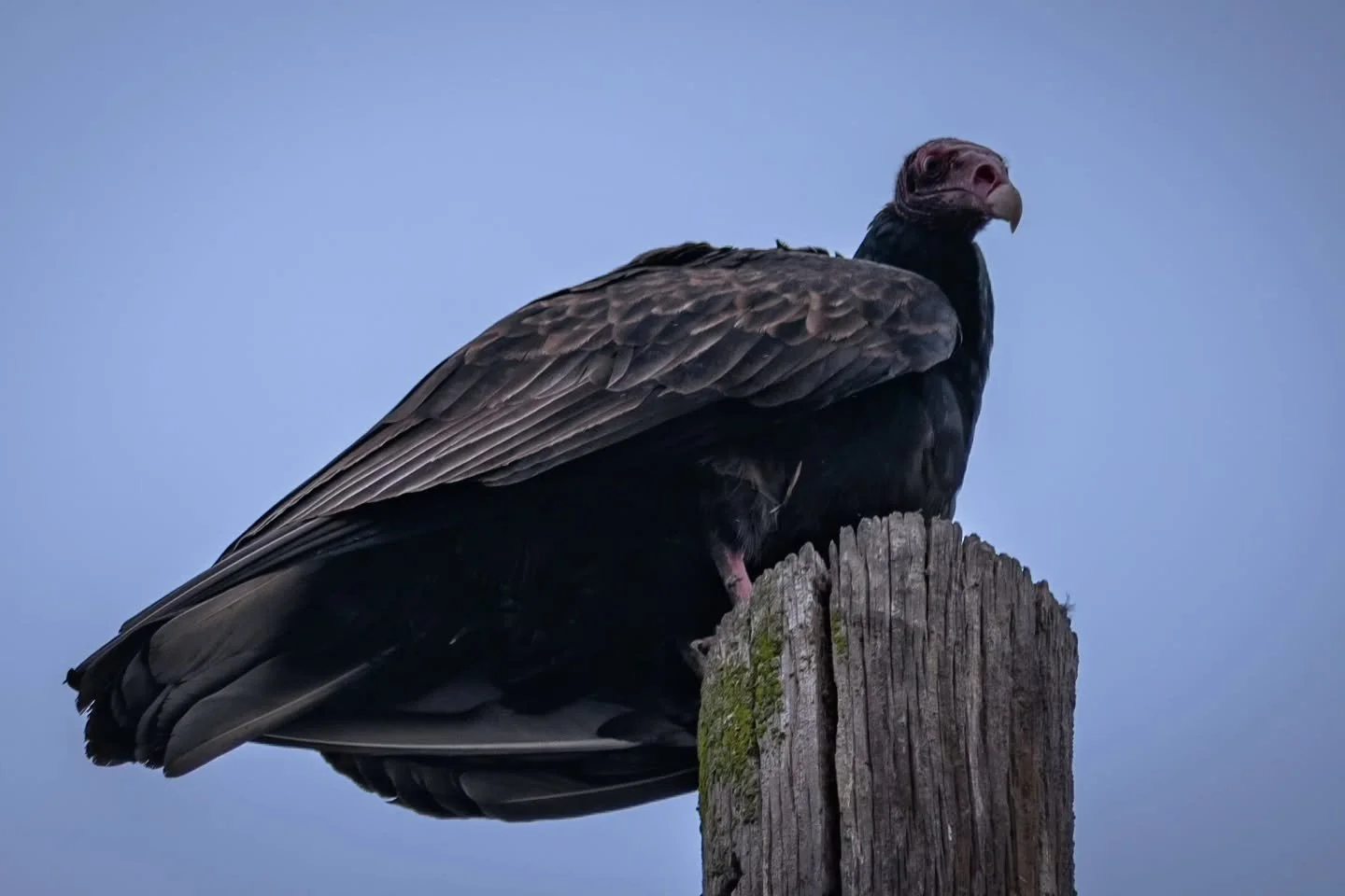 Look at this handsome turkey vulture!!