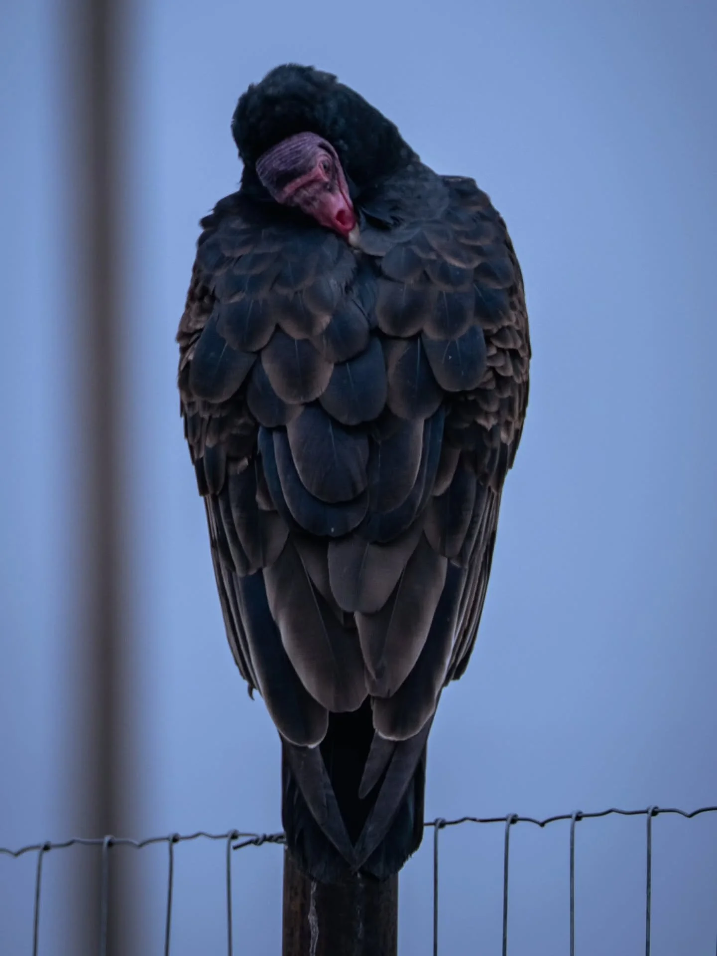 Did you say you wanted to see more turkey vultures? I think you did! 🖤