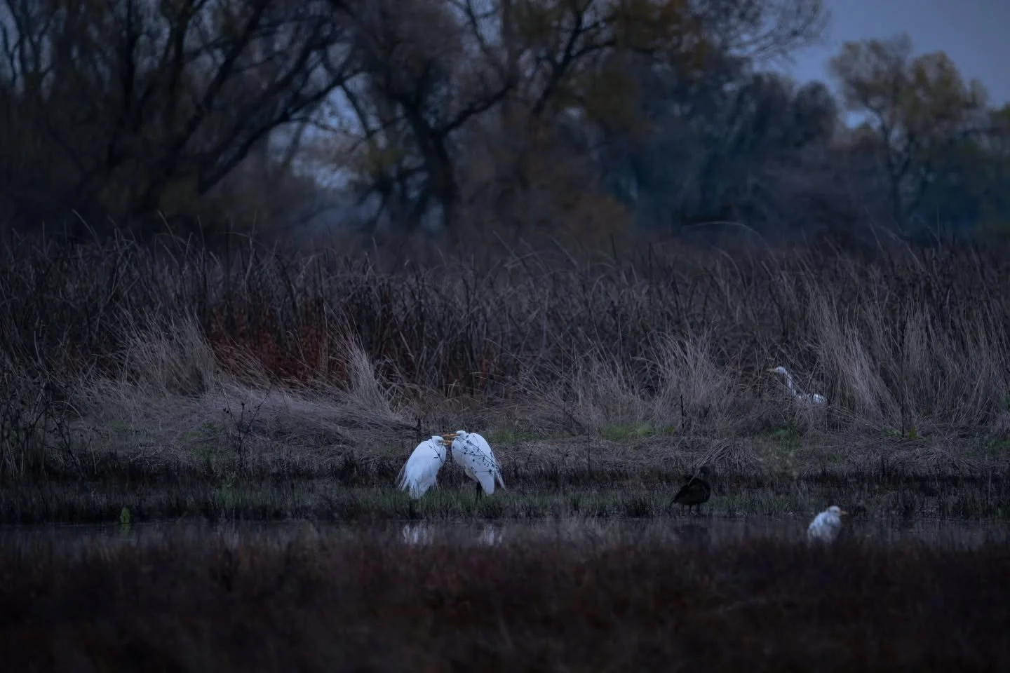 Some egrets today 🤍