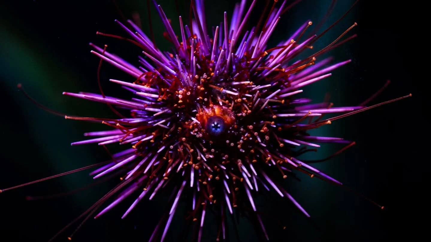 Kicking off the year with a trip to the aquarium. 🖤🐠