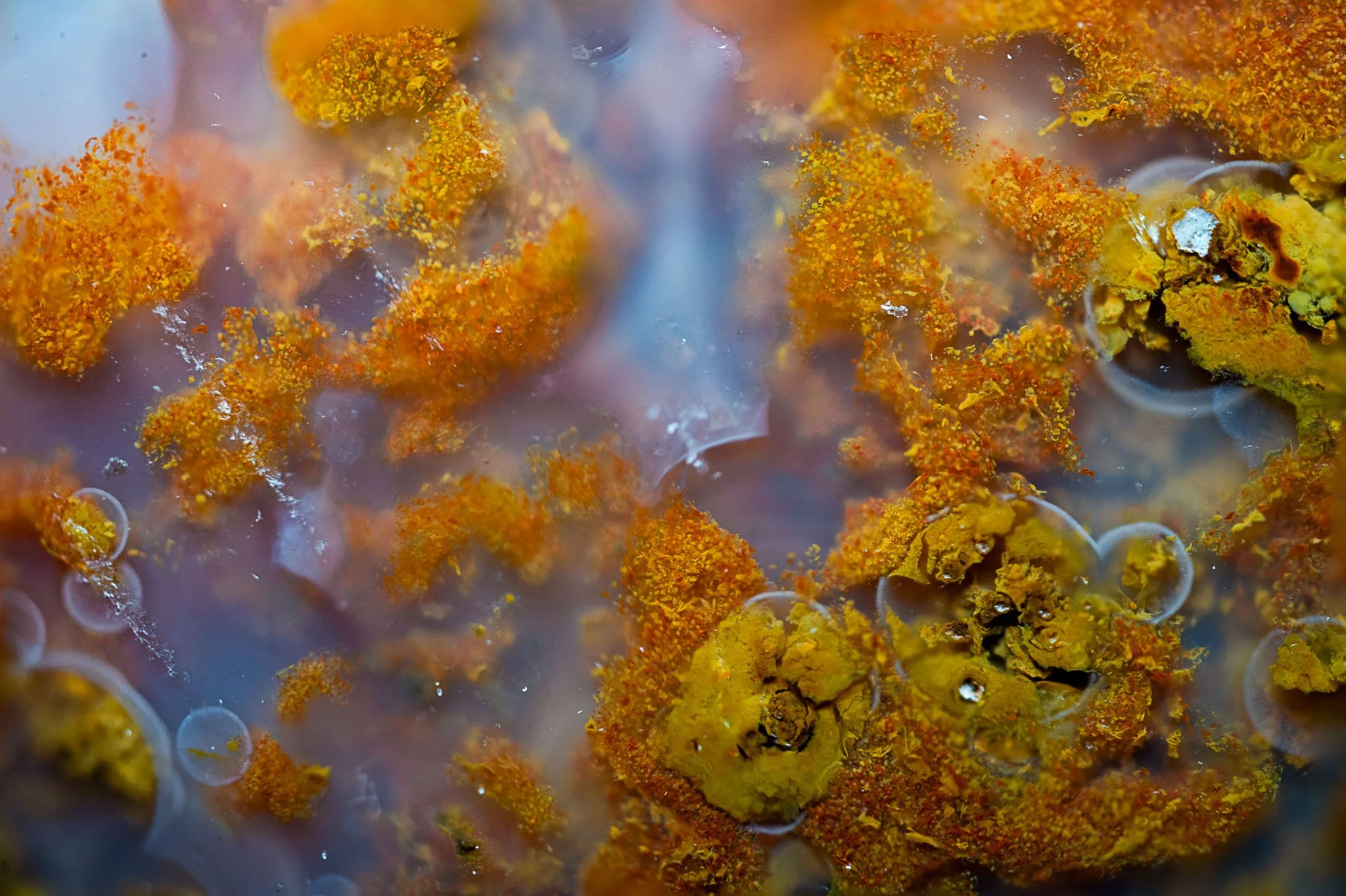 red moss 2_psb.jpg