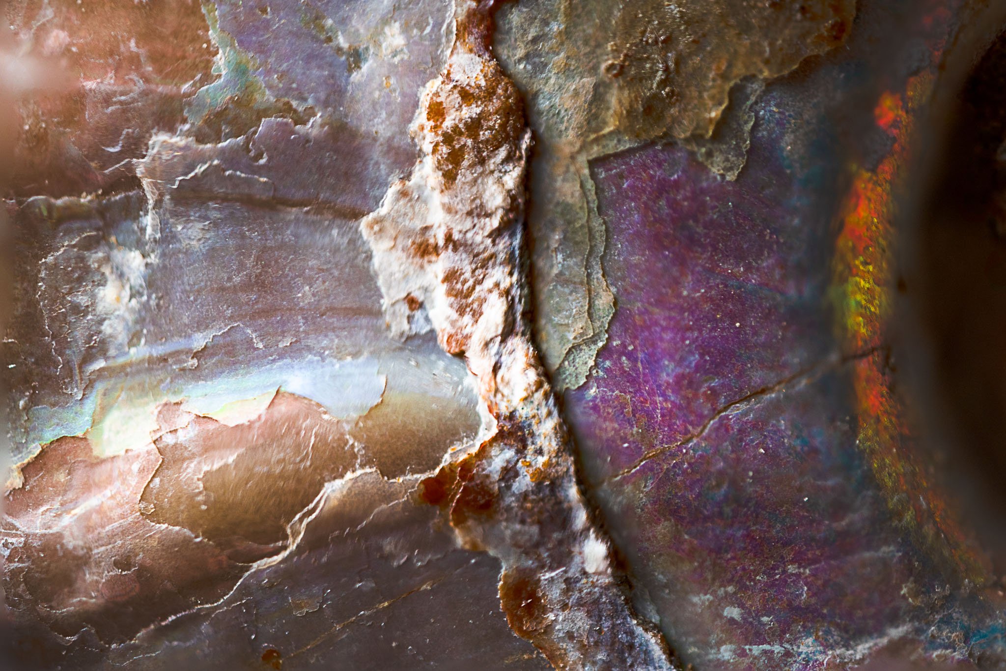 ammonite4_psb.jpg