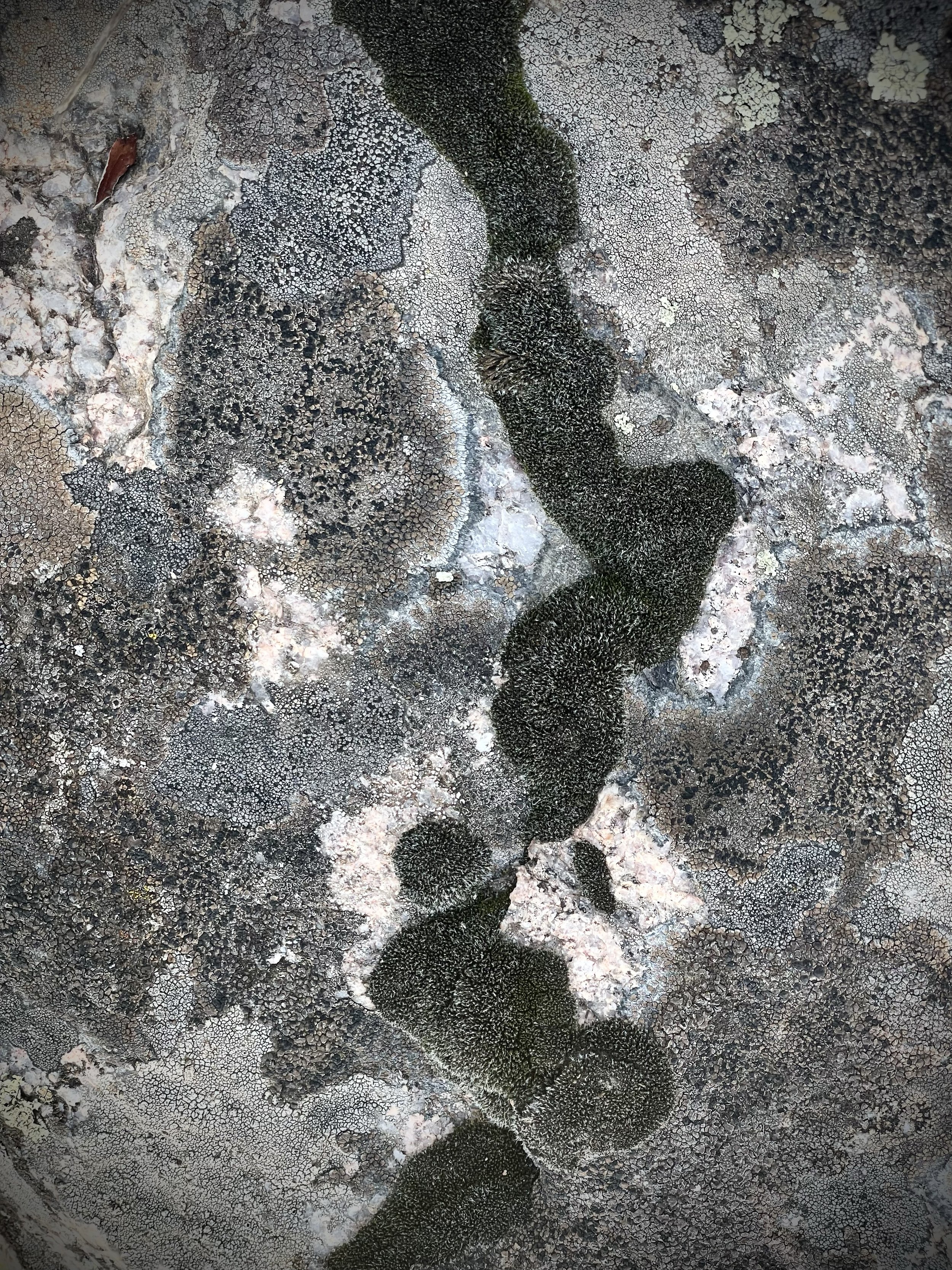 HUNT_Print_104.JPG