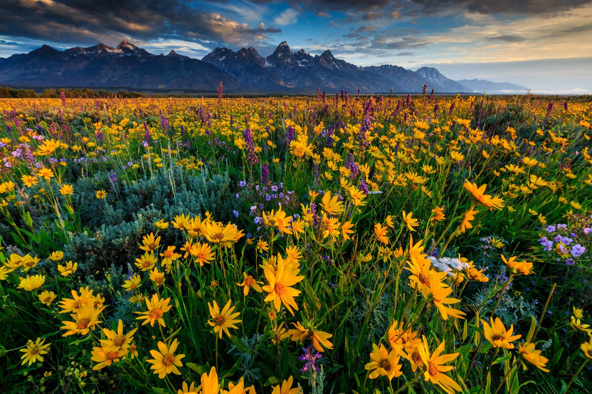grand-teton-national-park-flower.jpg