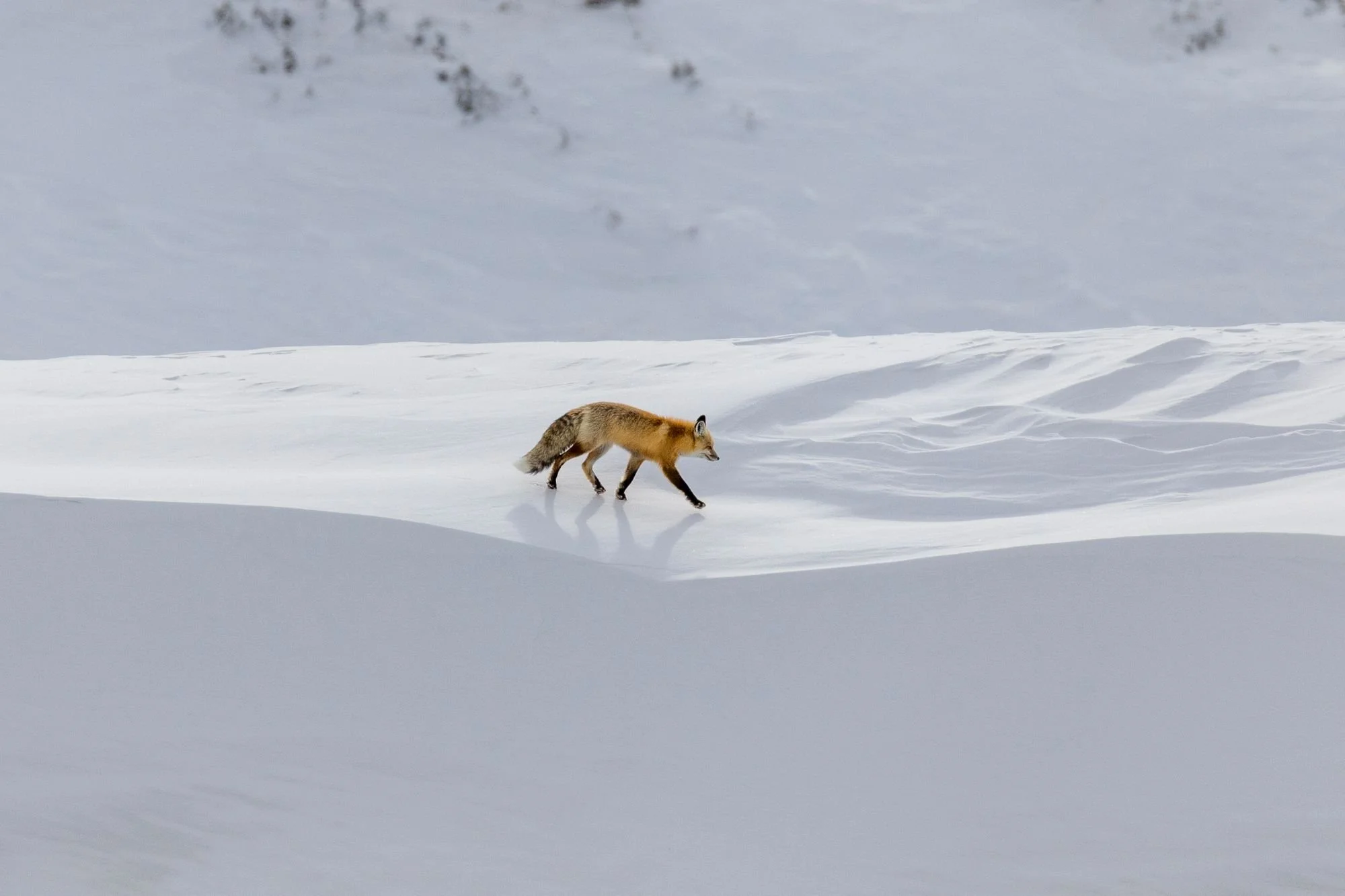 Red fox during winter in Yellowstone