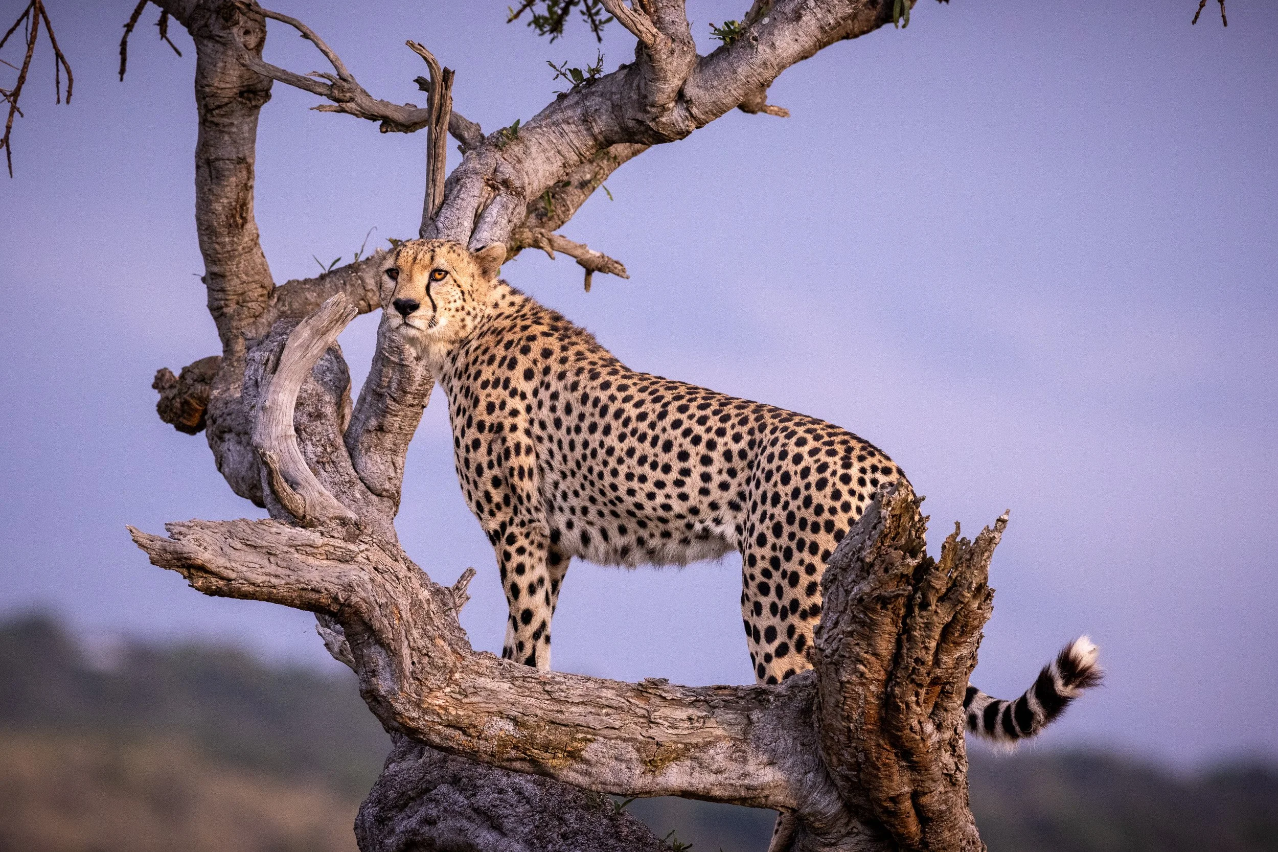 WILDLIFE