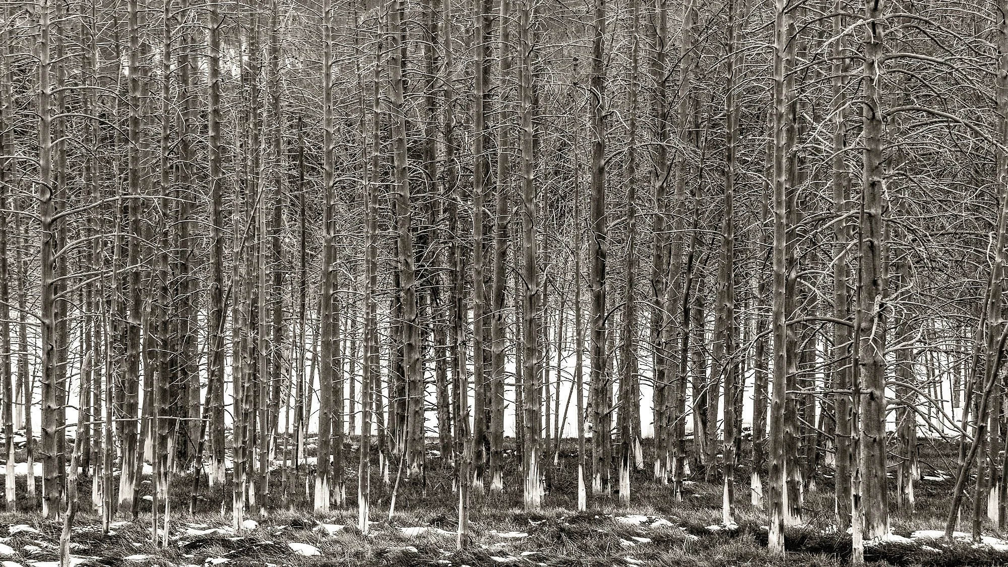 Snow-covered leafless trees in a dense forest during winter.
