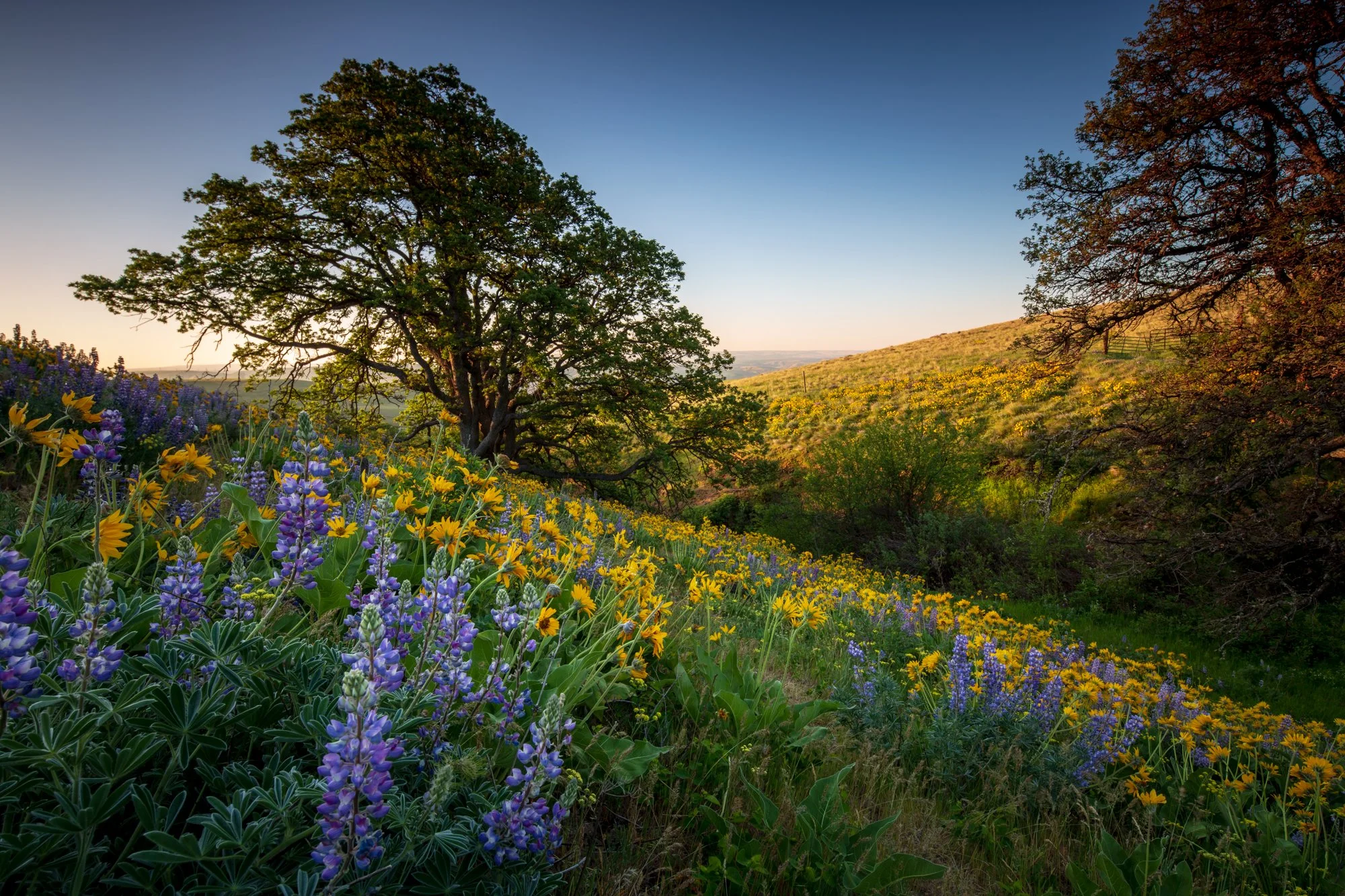 oregon-flowers.jpg