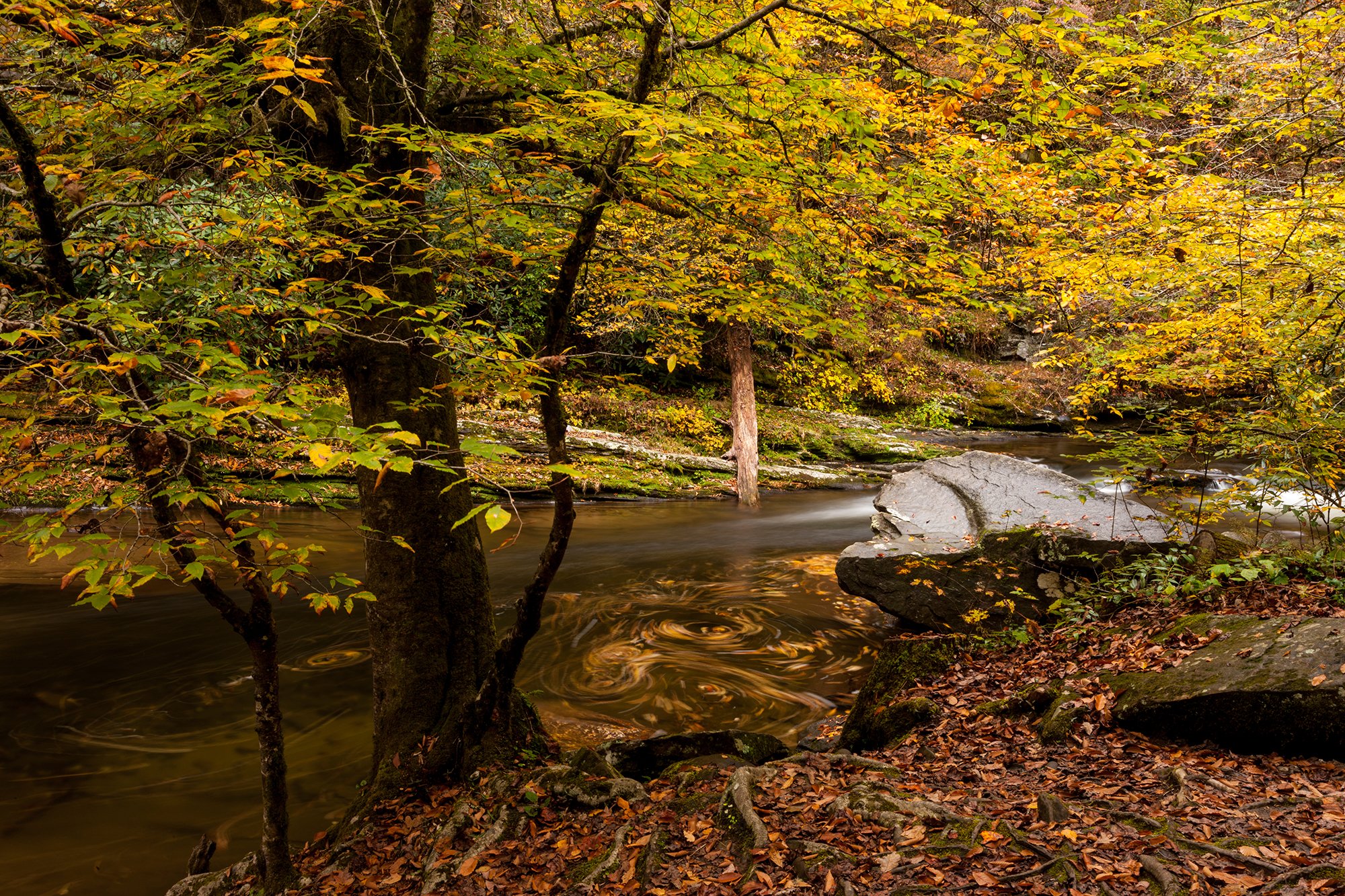 autumn-river-leaves-smokies-photography.jpg