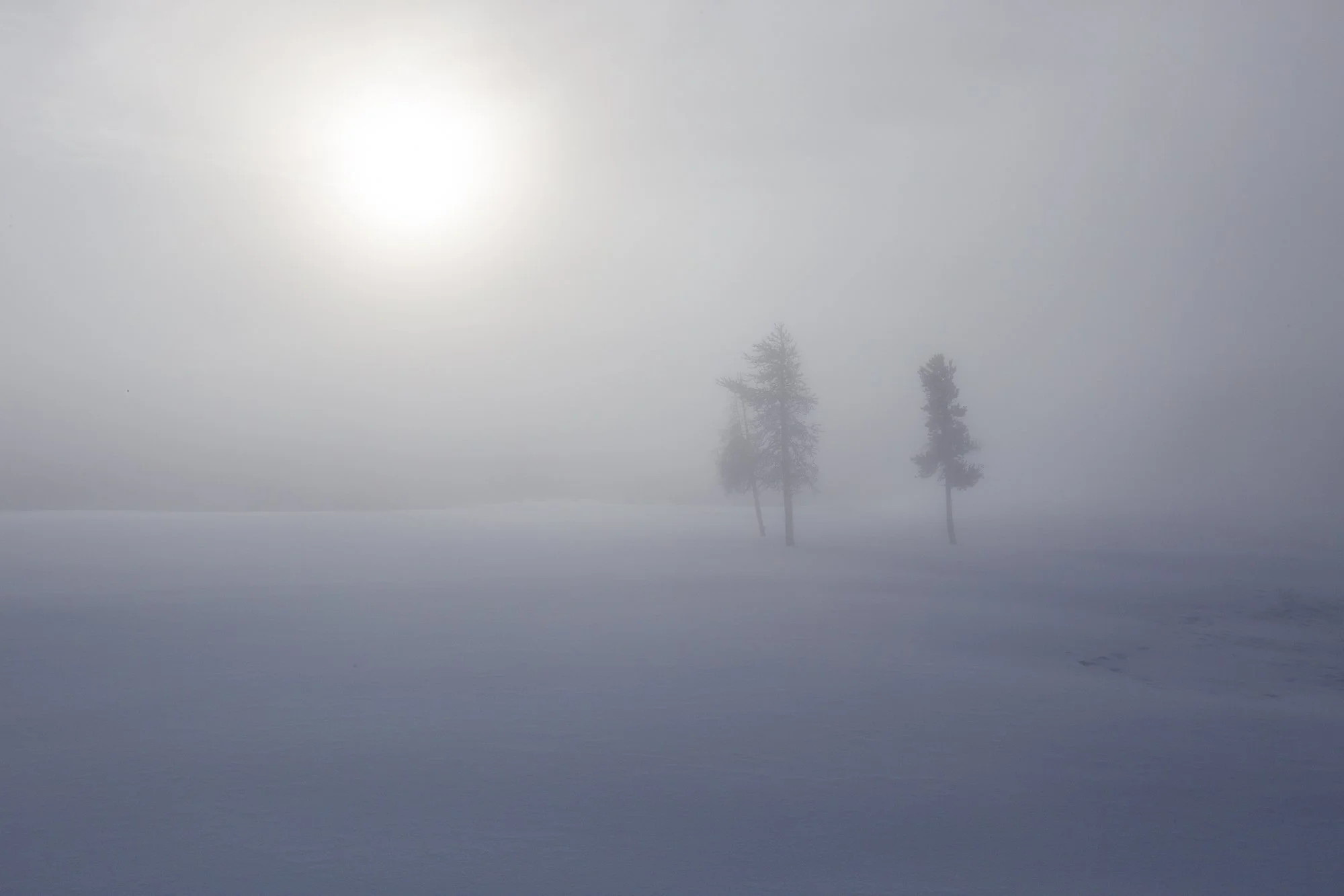 yellowstone-mist-fog-tree-winter.jpg