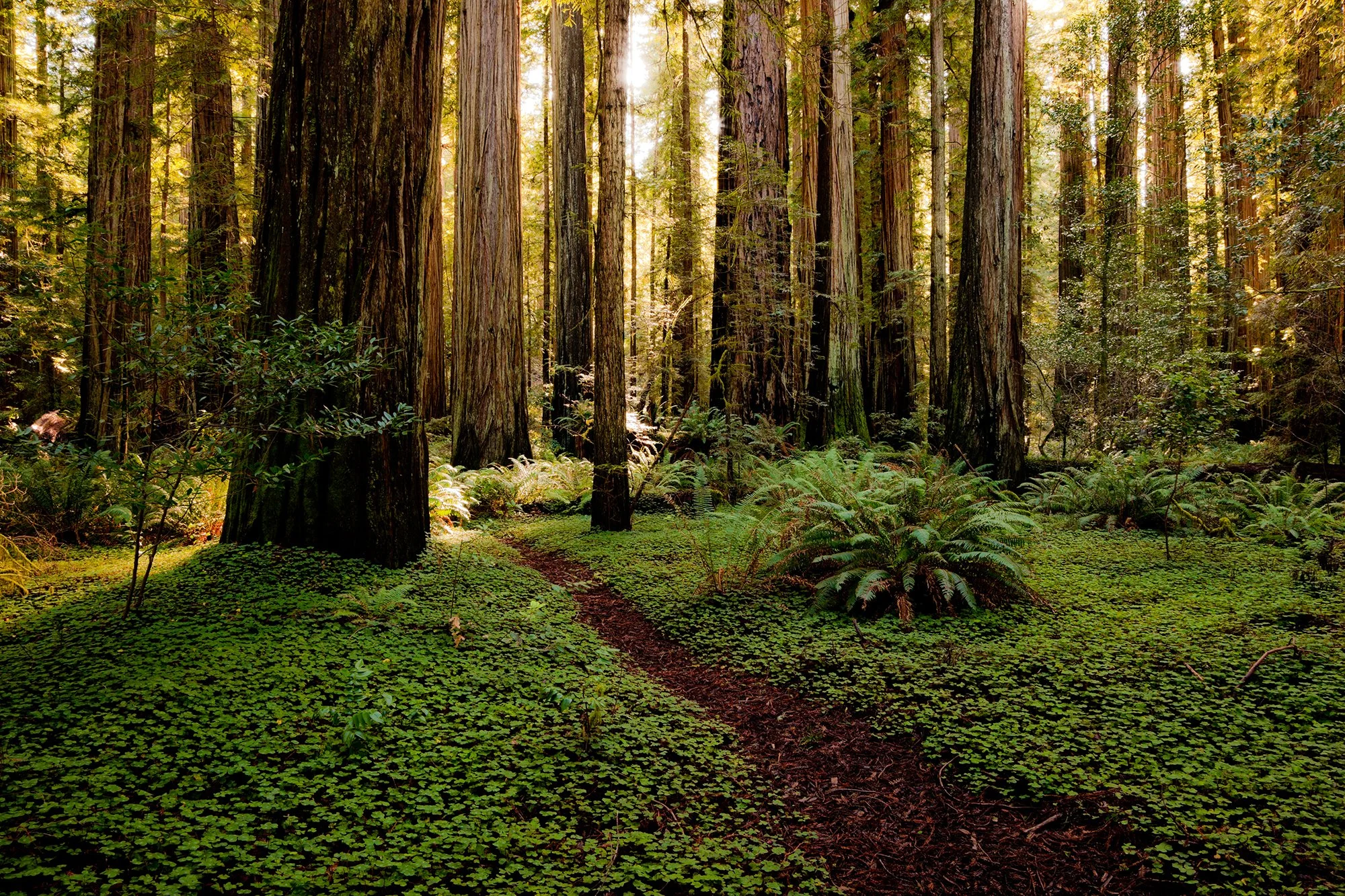 redwoods-jedediah-smith.jpg