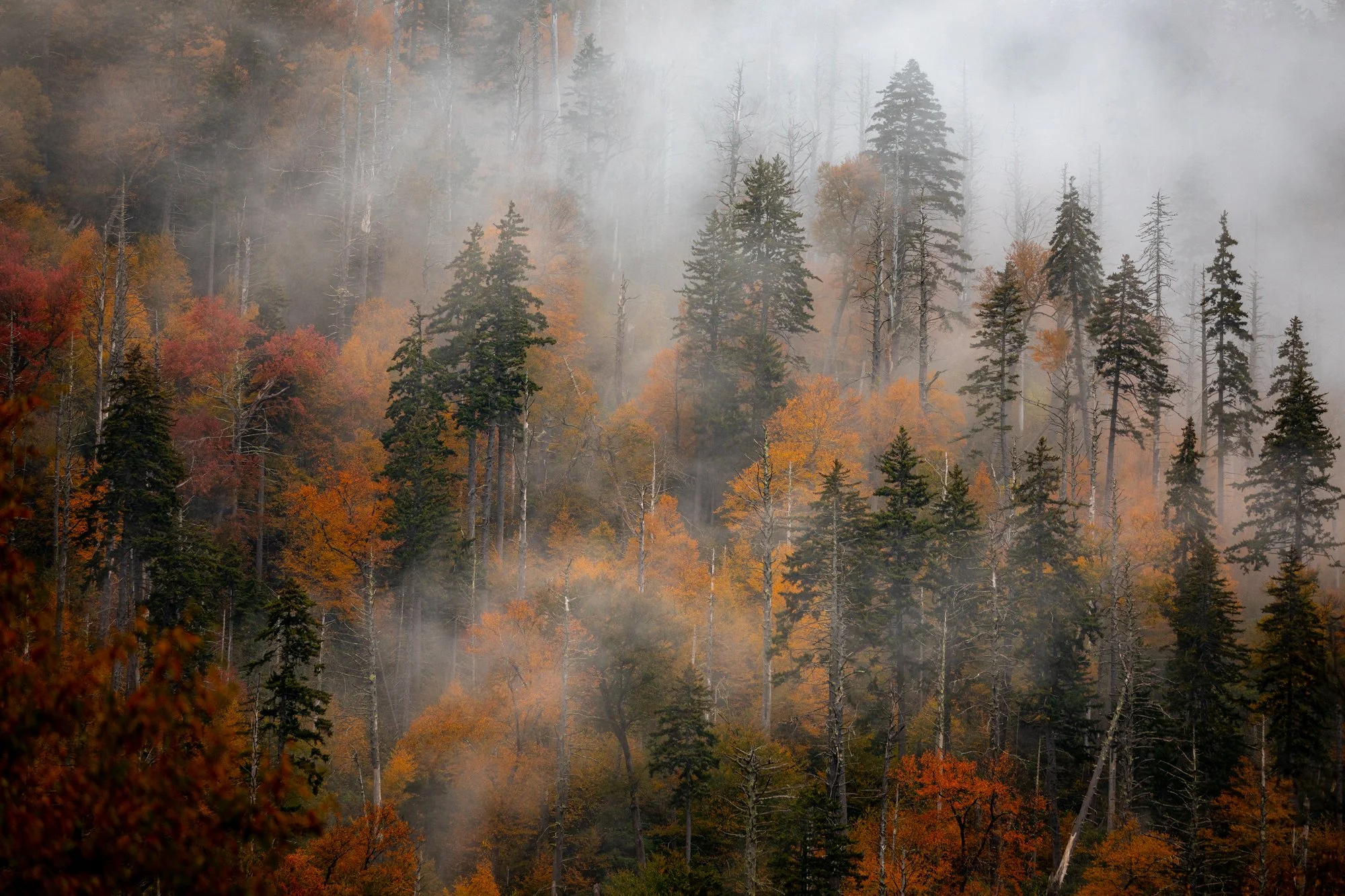 great-smoky-mountain-national-park.jpg