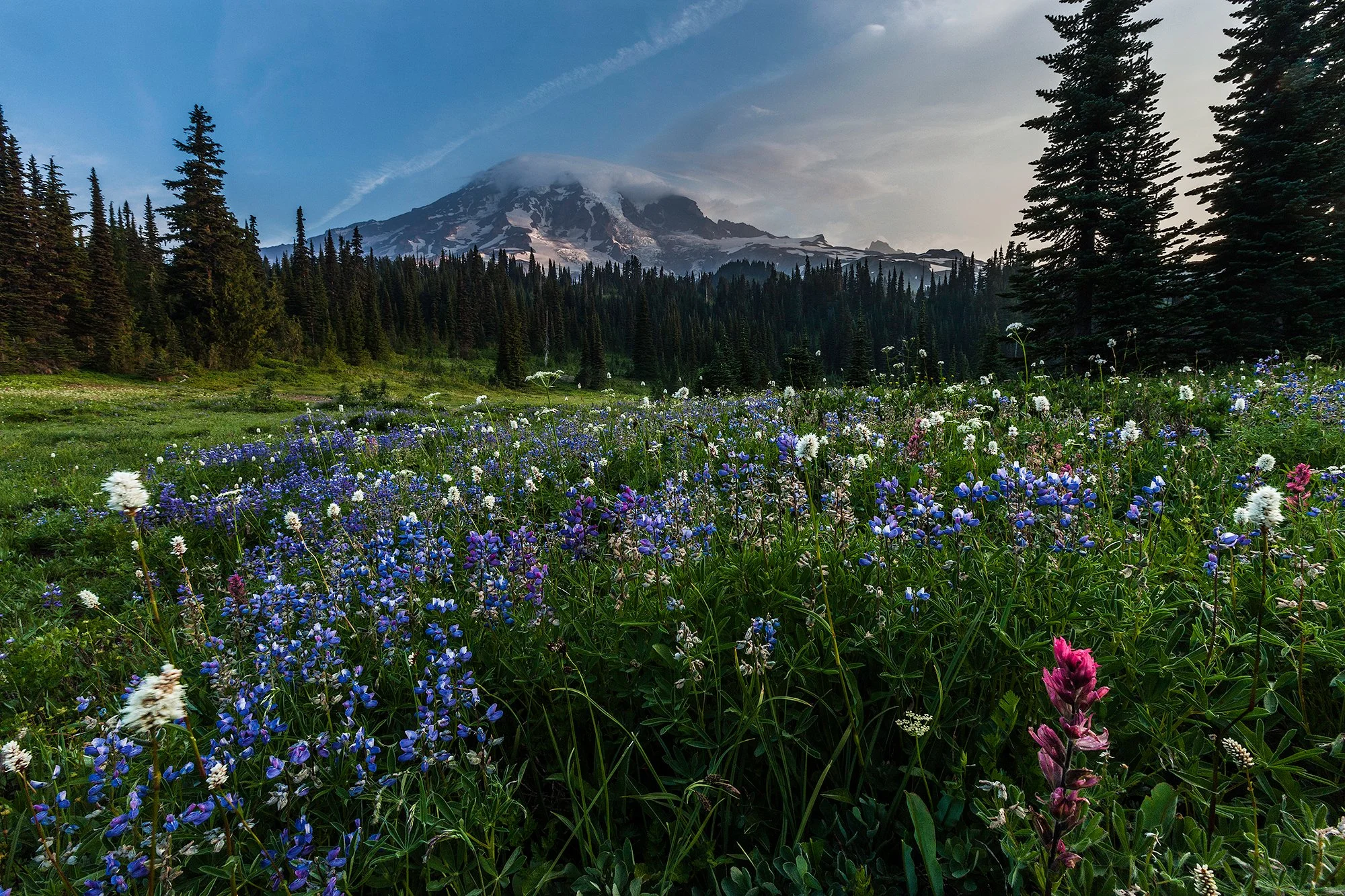 mount-rainier-photography-landscape-flowers.jpg