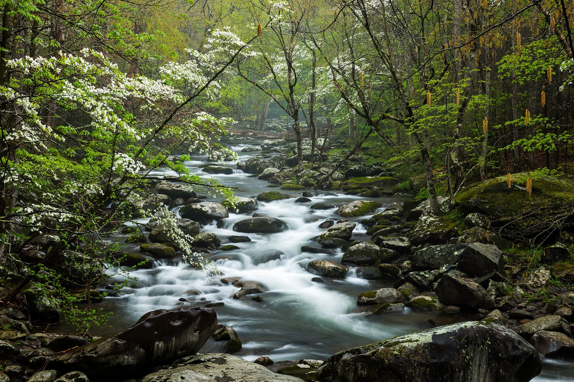smokies-dogwood-river-spring.jpg