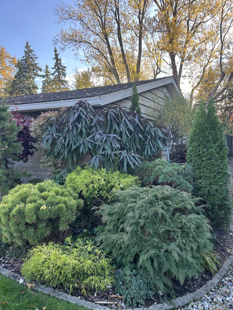 A garden bed with various green and purple shrubs and trees in front of a house with beige siding, under a clear blue sky with tall trees in the background.