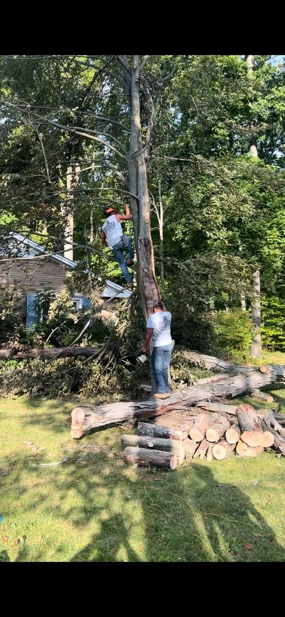 Two men cutting a fallen tree in a yard with a house in the background. One man is climbing the standing tree while the other is on a log, holding a chainsaw.