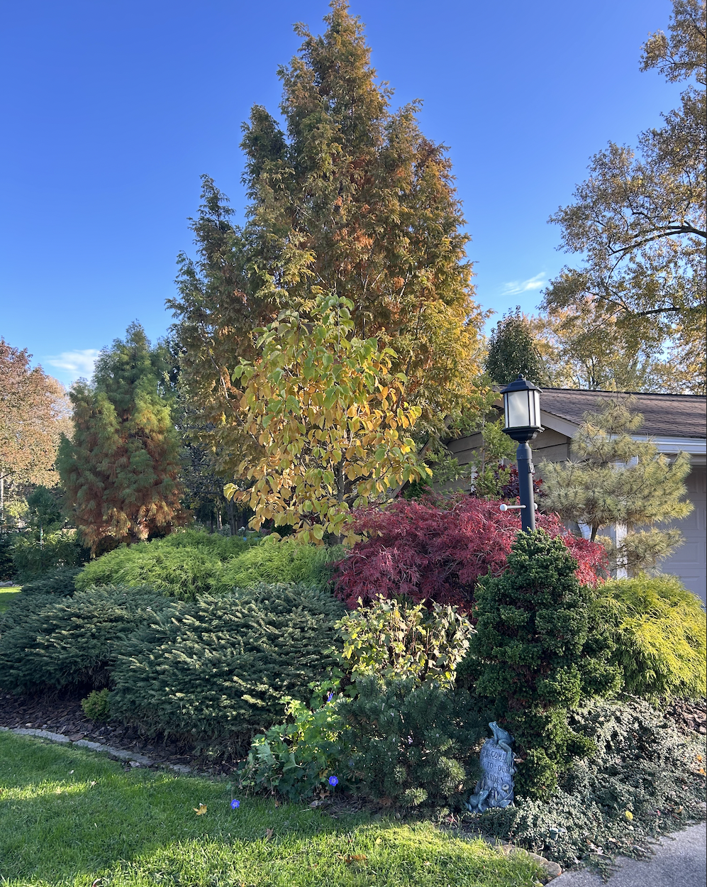A well-maintained garden with a variety of colorful trees and shrubs, including a large evergreen, a small leafy tree with green-yellow leaves, a red-leafed shrub, and a manicured bush, with a lamp post and a house in the background under a clear blu