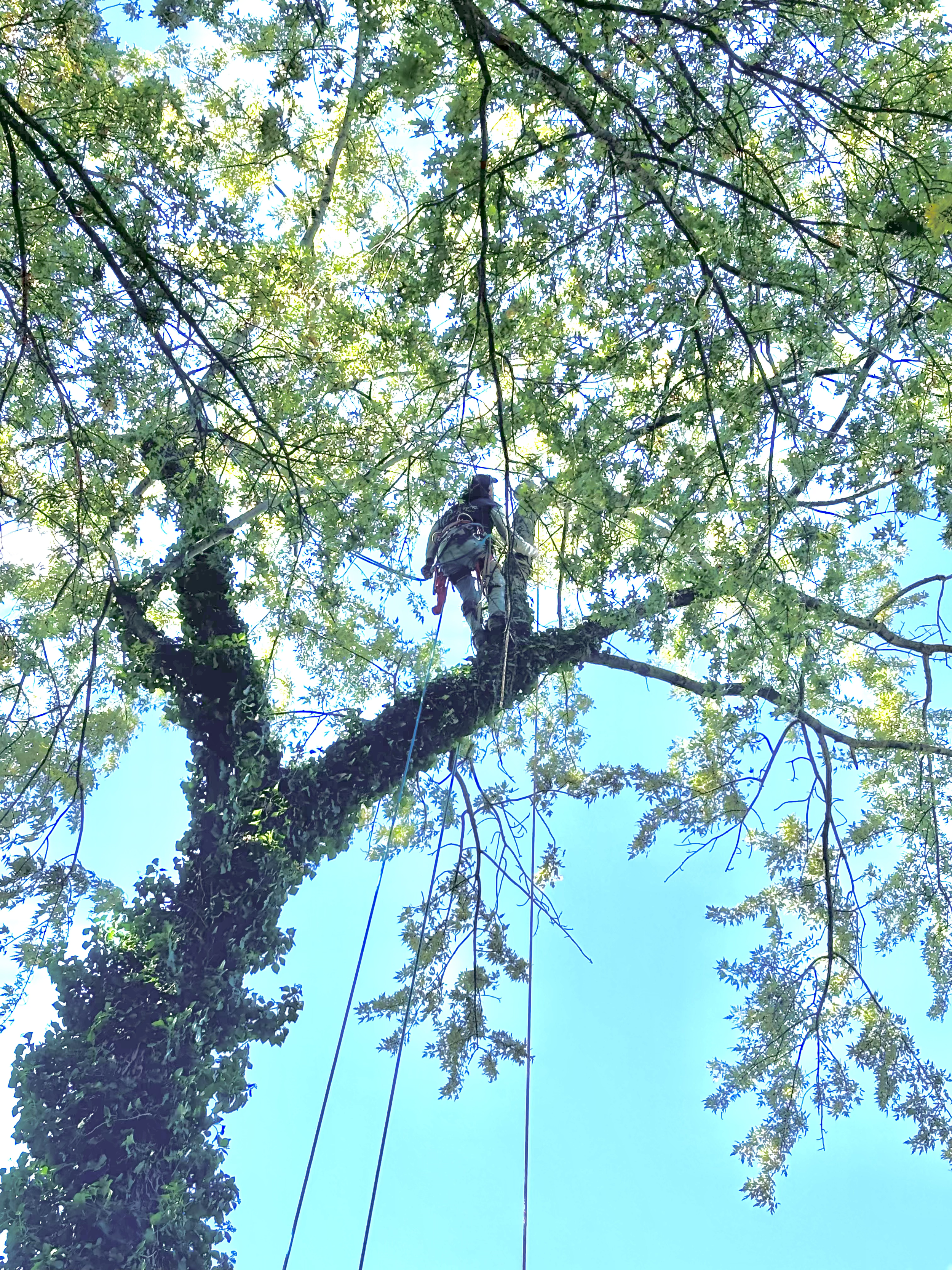 Two men cutting a fallen tree in a yard with a house in the background. One man is climbing the standing tree while the other is on a log, holding a chainsaw.