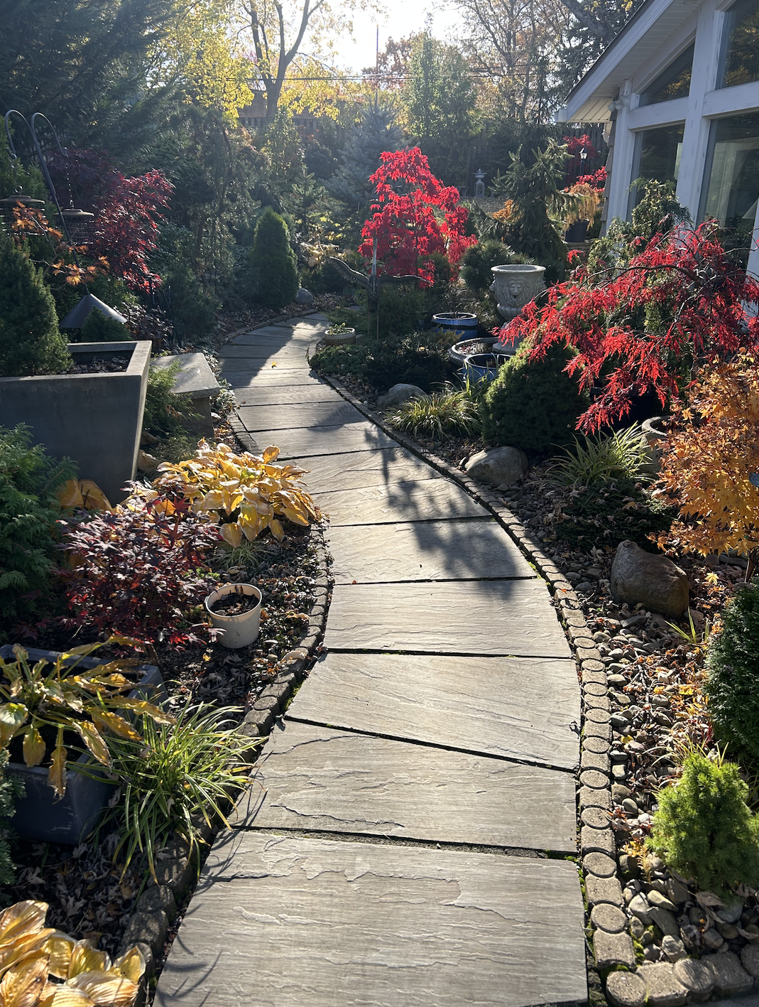 A curved garden pathway with various plants and small trees on both sides, in front of a house with large windows, during fall with sunlight casting shadows.
