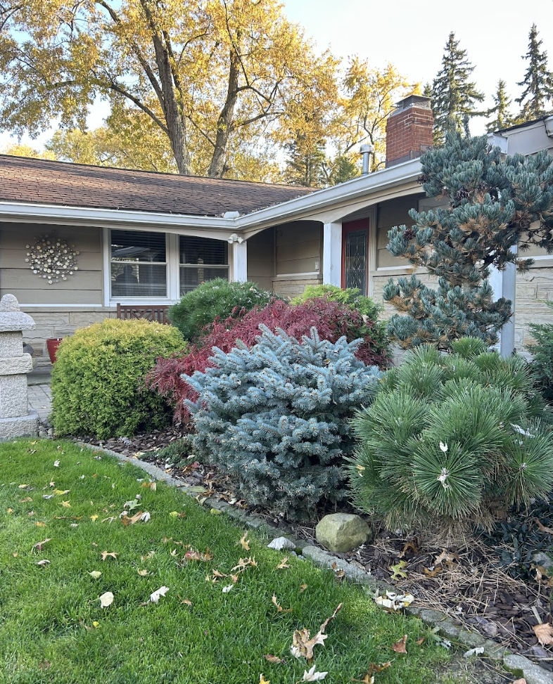 Front yard of a house with various shrubs and plants, including a blue spruce, and fallen leaves on the green lawn, under a tree with autumn-colored leaves.