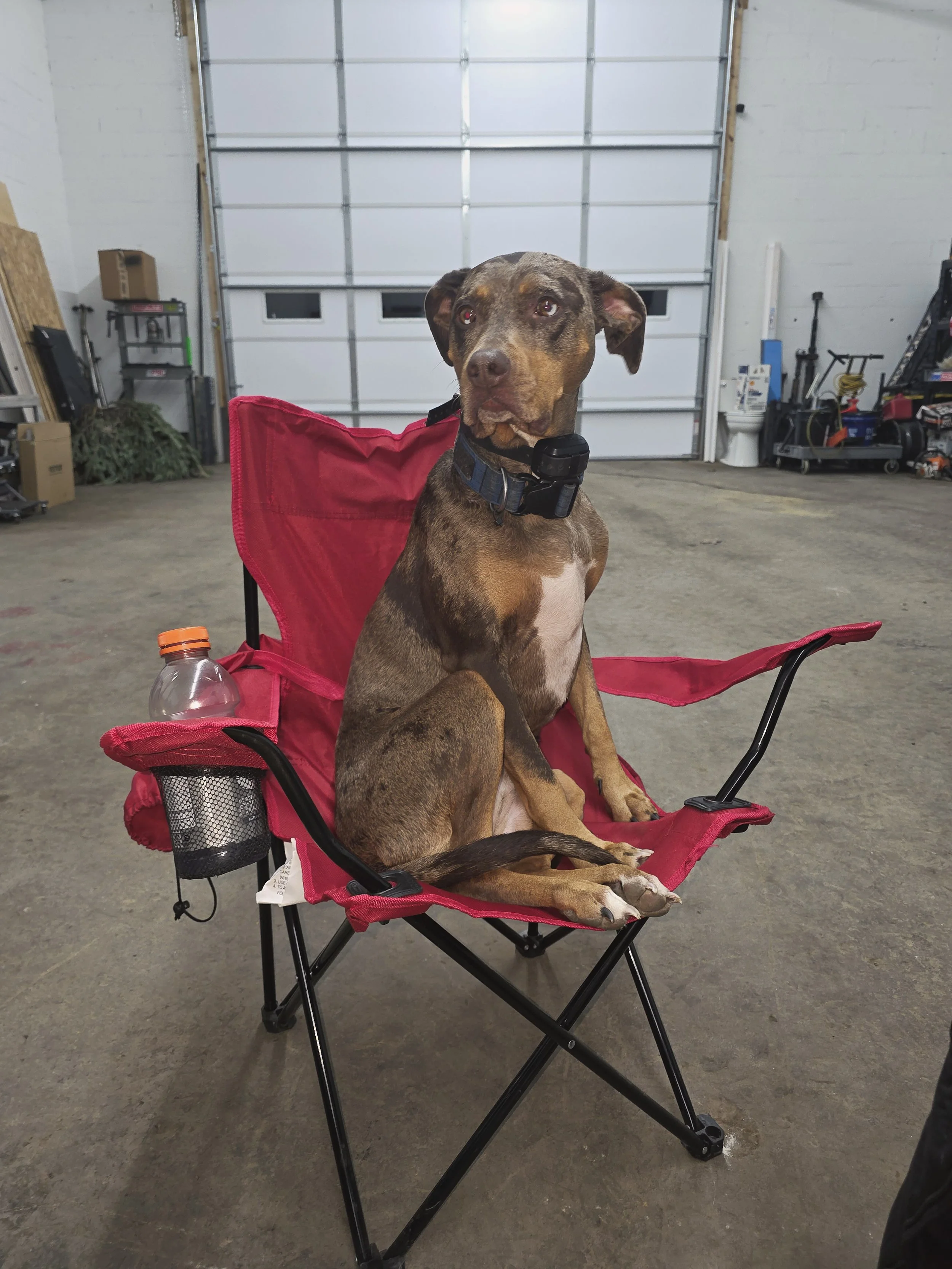 A brown and tan dog sitting on a red portable camping chair inside a garage, with a plastic water bottle in the cup holder on the chair's armrest.