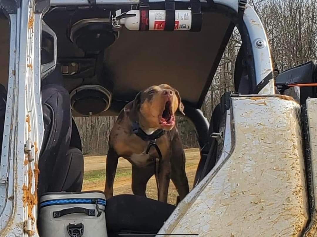 A dog with a brown and black coat yawning inside a weathered off-road vehicle with rust and mud on the exterior, outdoors with trees in the background.