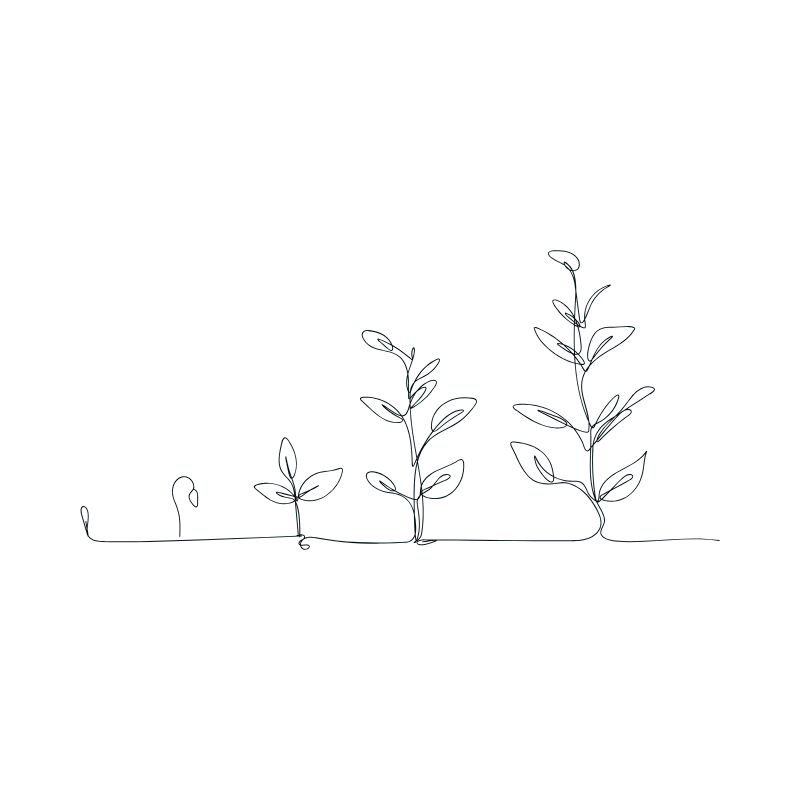 A line drawing illustrating the growth stages of a plant, from sprout to mature plant with multiple leaves.