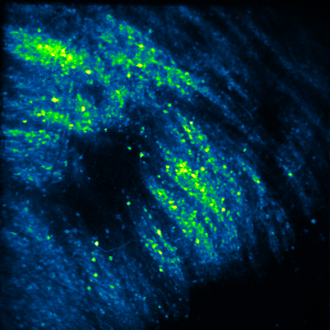 Research — Gowrishankar Lab