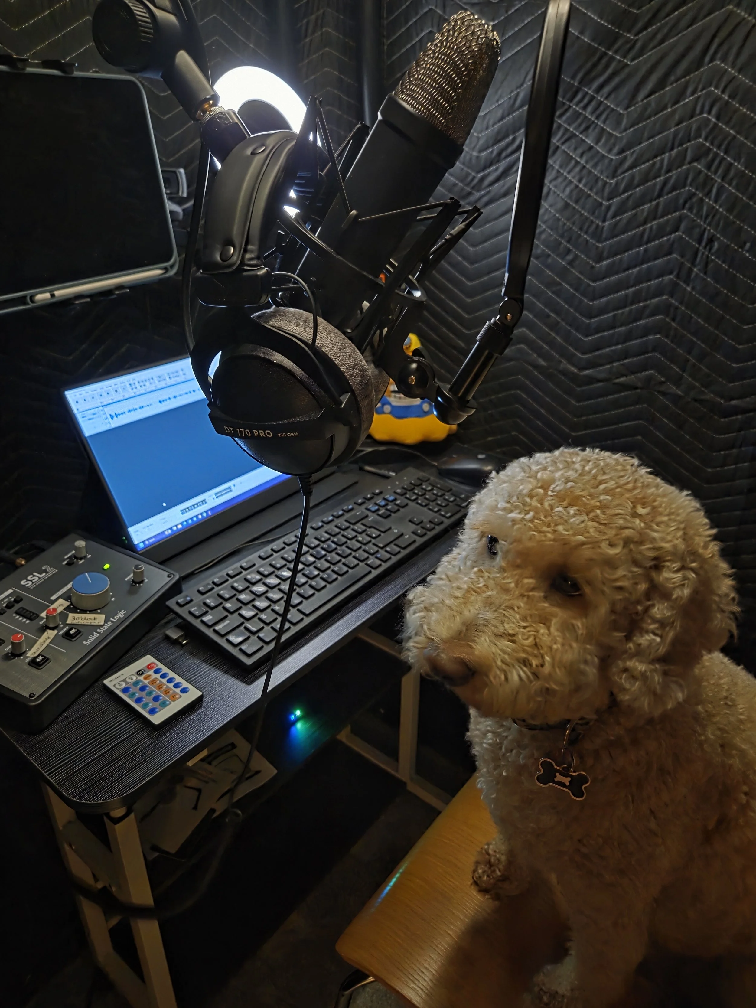 Inside the home studio again, but now Lozza’s dog Barney, a blond cockapoo is sat on the chair