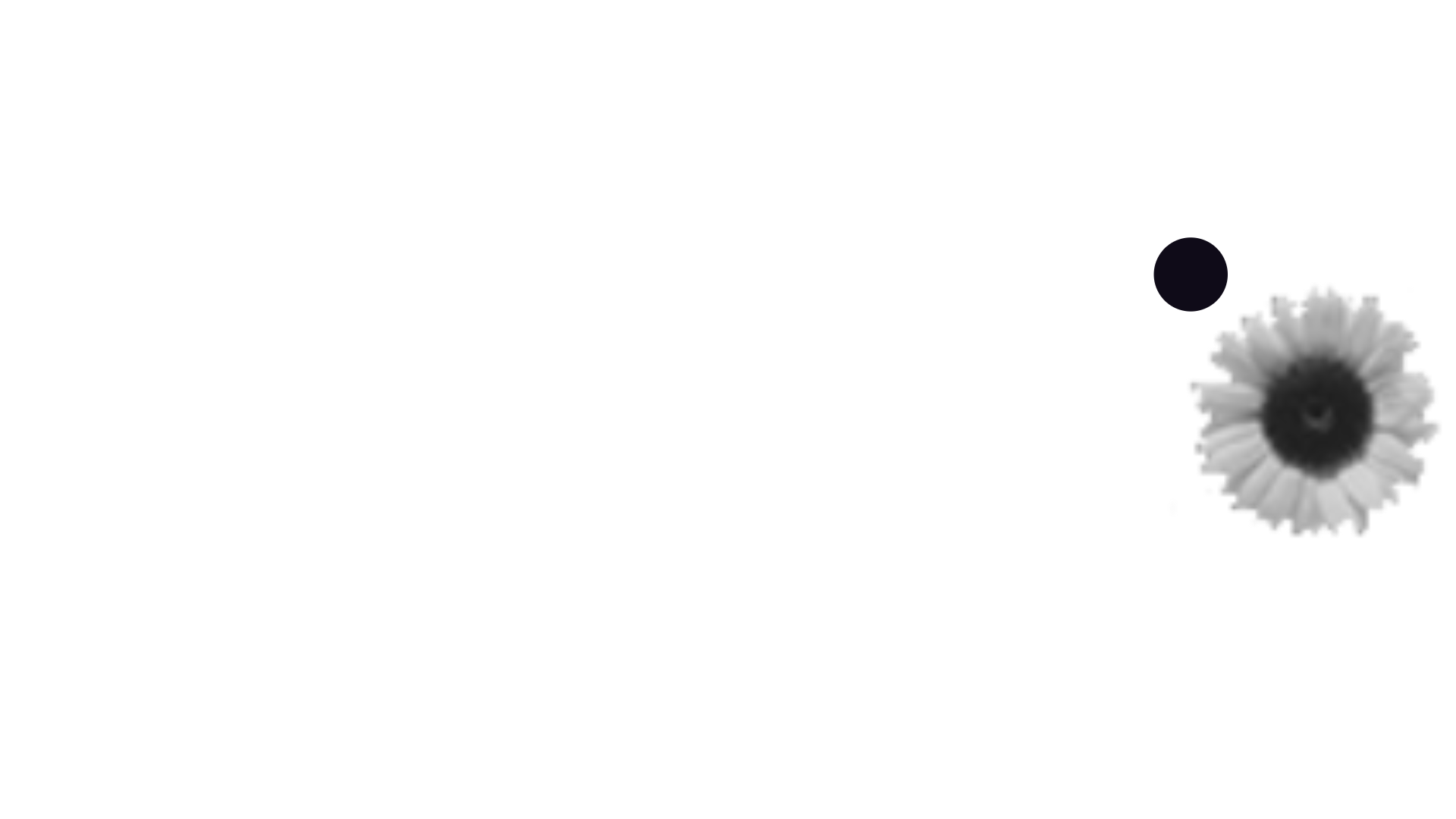 HD Sunflower 16.9.png