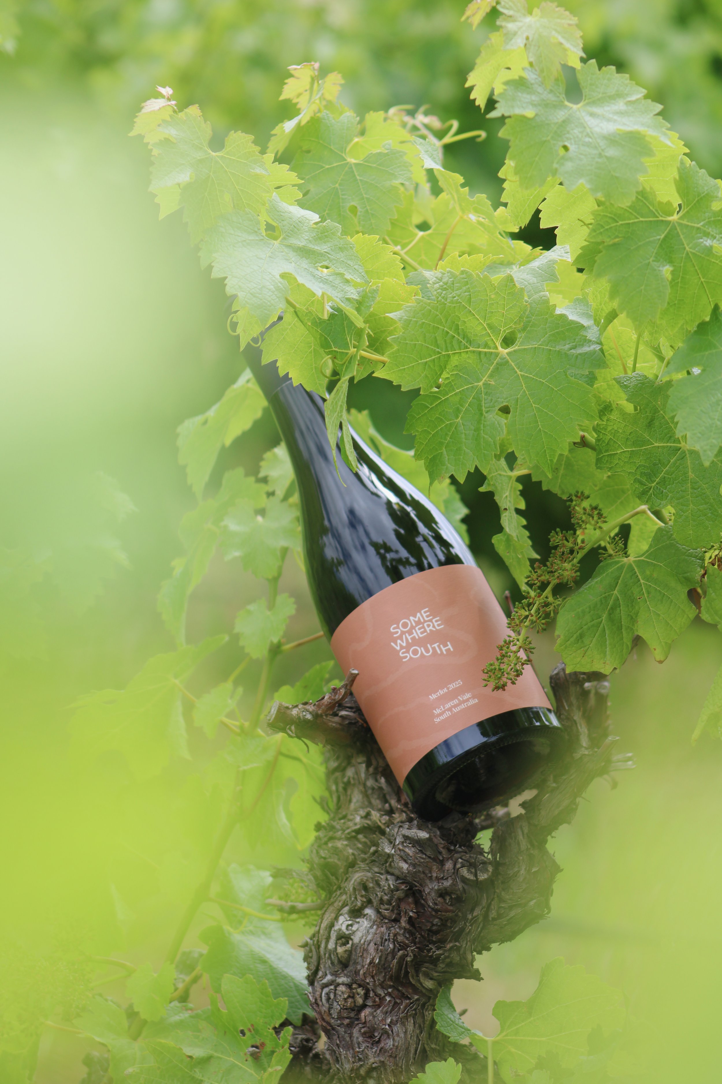 Mclarenvale wine merlot